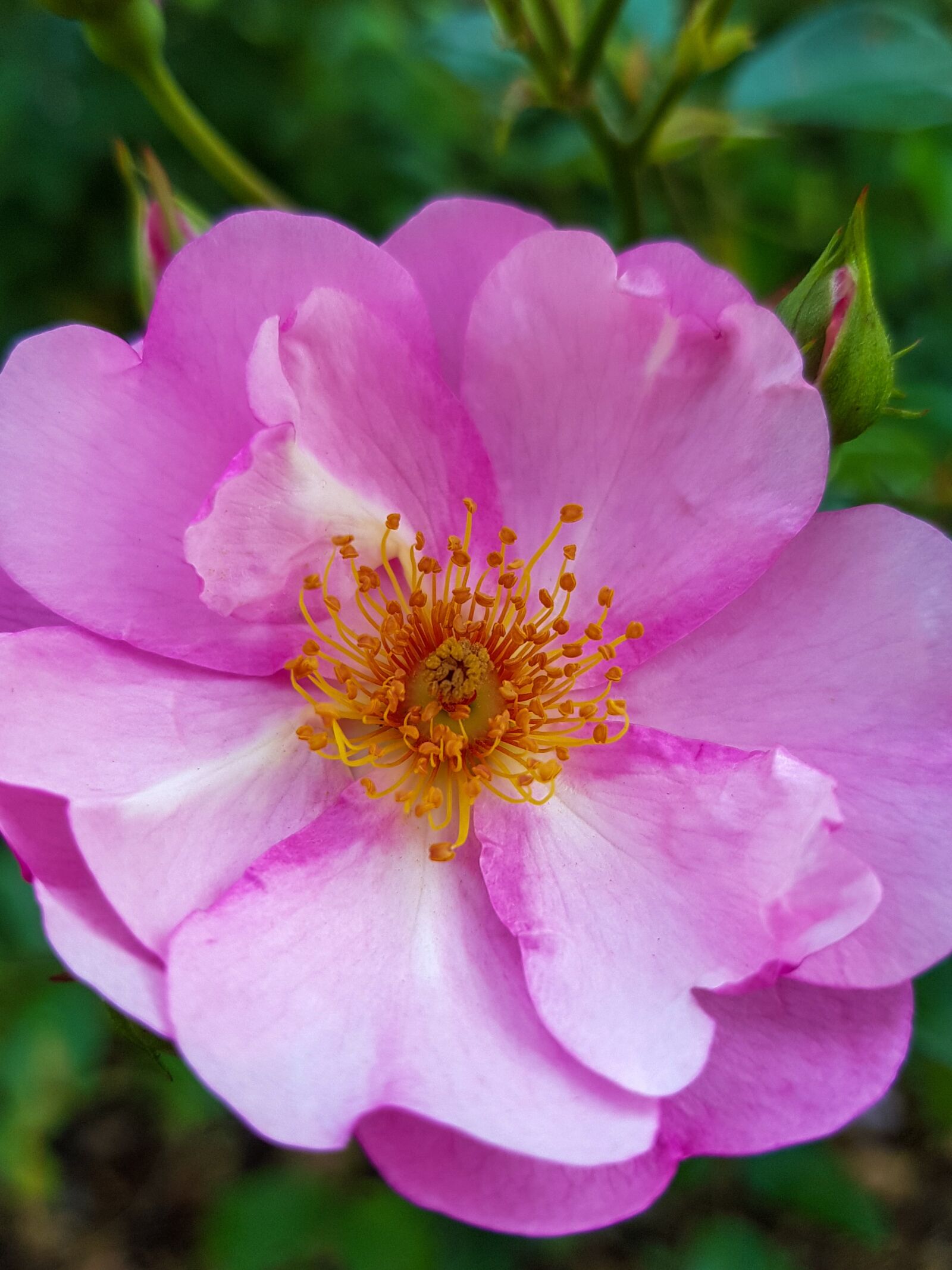 Samsung SM-G955F + Samsung Galaxy S8+ Rear Camera sample photo. Flower, rose, pink photography