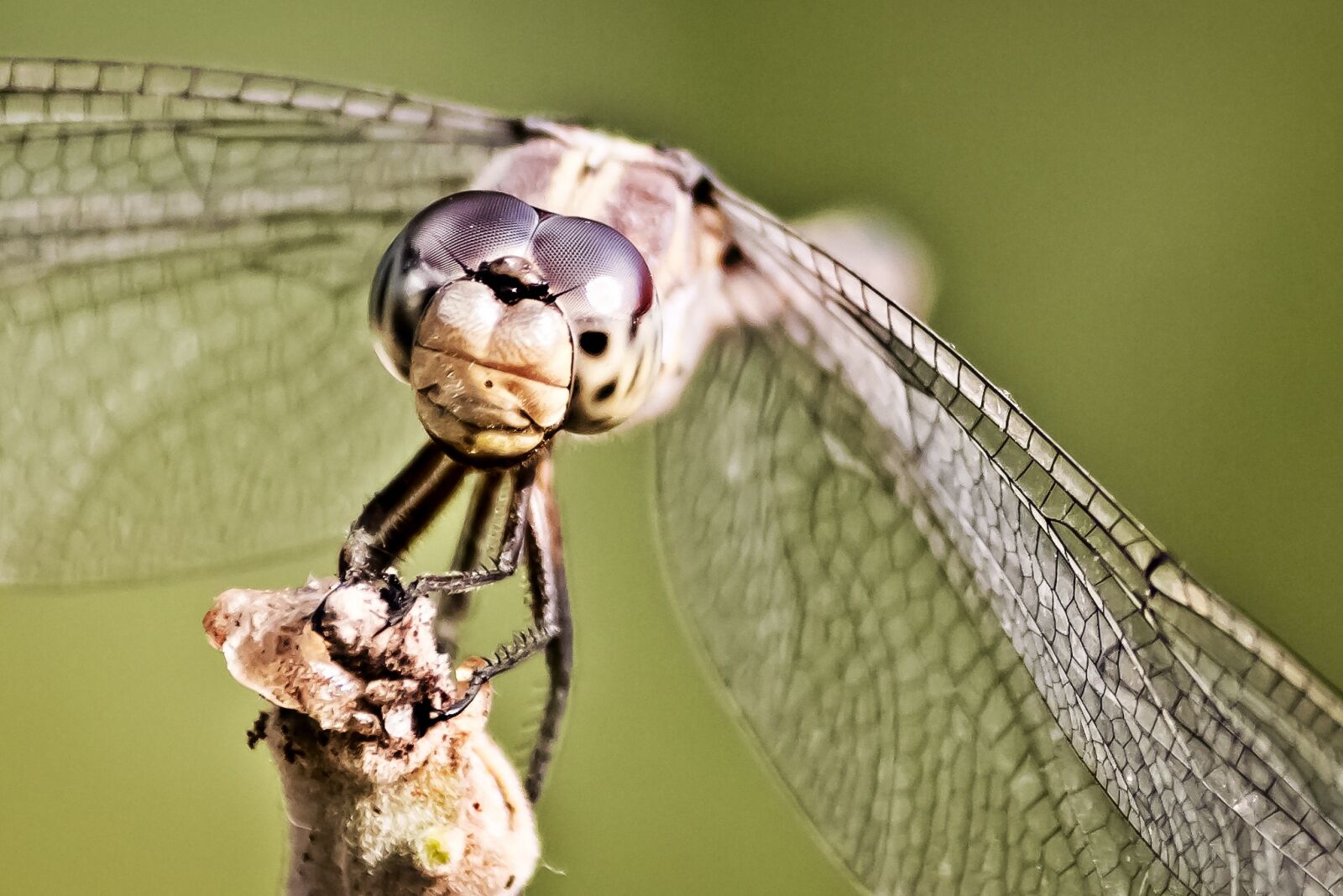 Canon EF-S 55-250mm F4-5.6 IS II sample photo. Dragonfly, anisoptera, nature photography