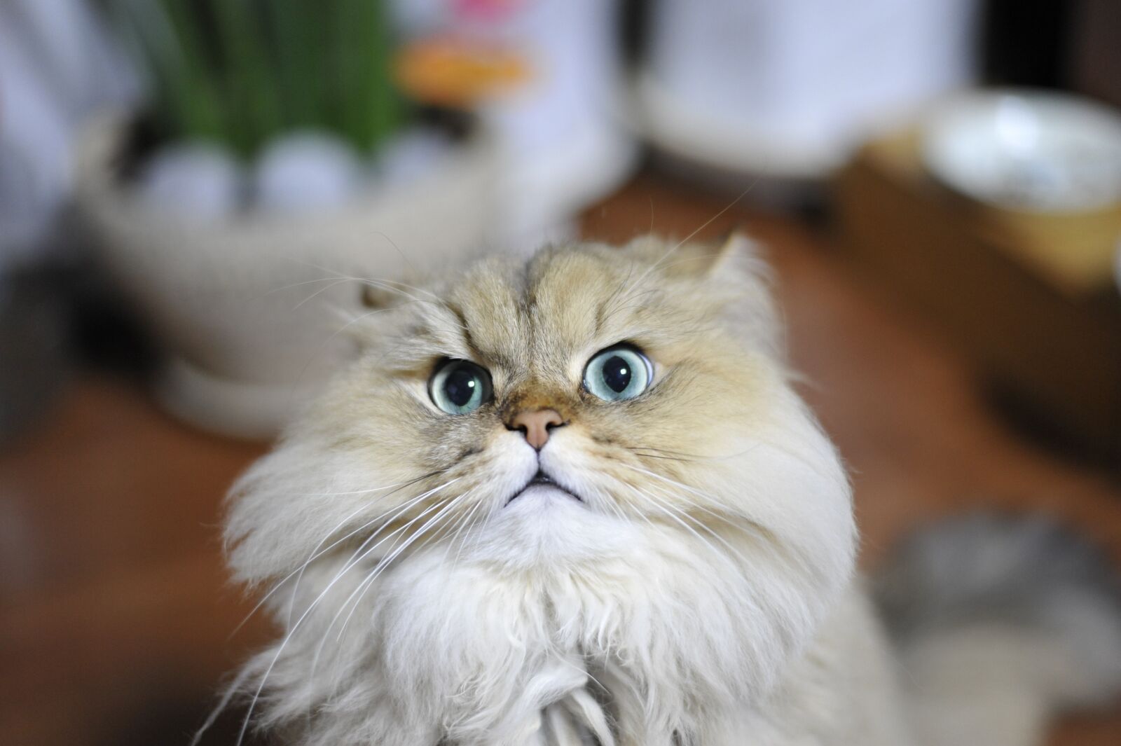 Nikon D700 sample photo. Cat, pets, persian chinchilla photography