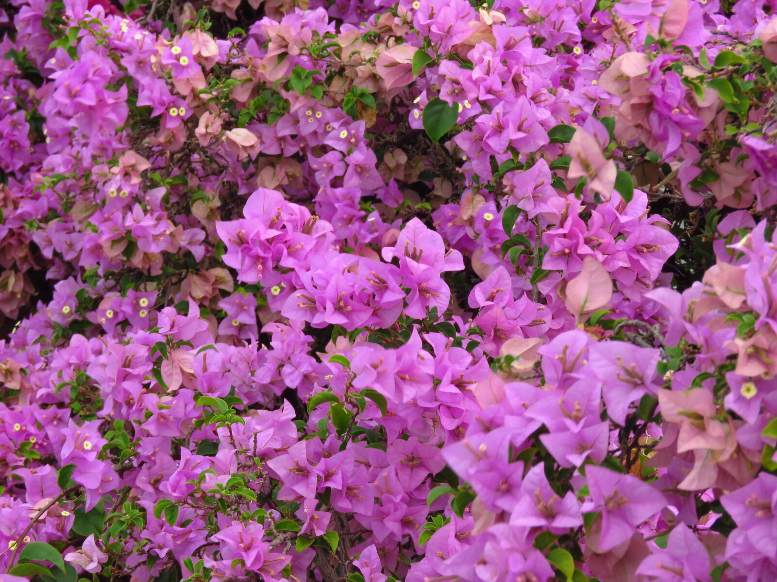 Canon PowerShot SX60 HS sample photo