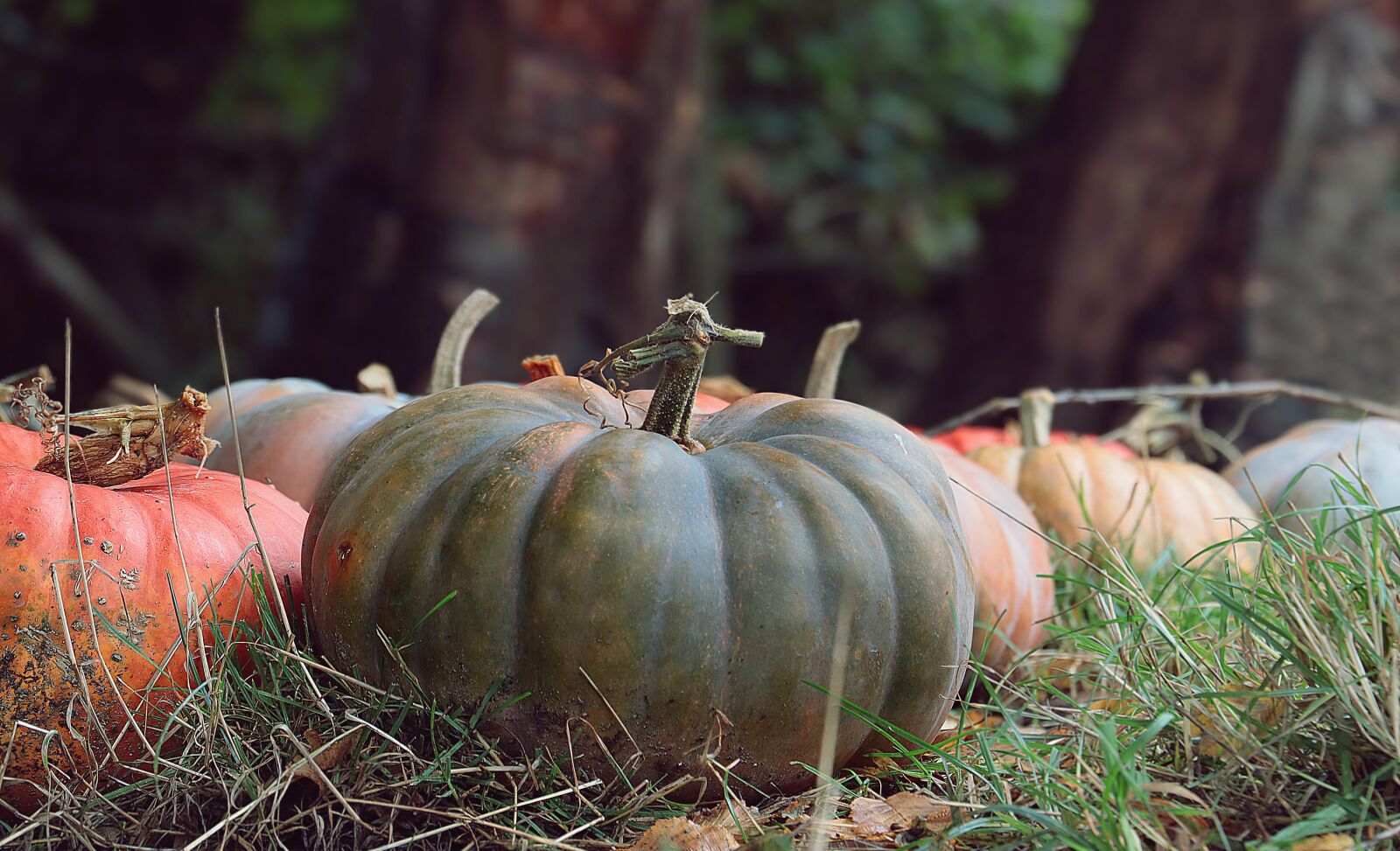 Canon EOS M50 (EOS Kiss M) sample photo. Pumpkin, vegetables, harvest photography