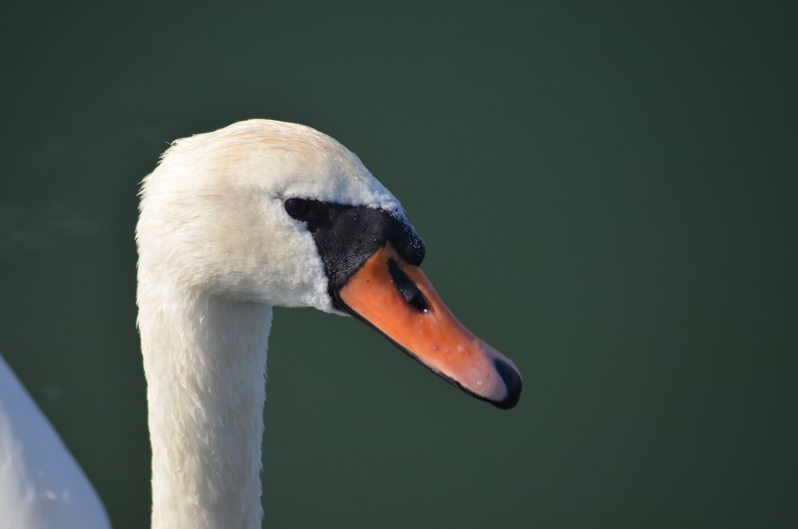 Nikon D5100 sample photo. Swan, white, head photography