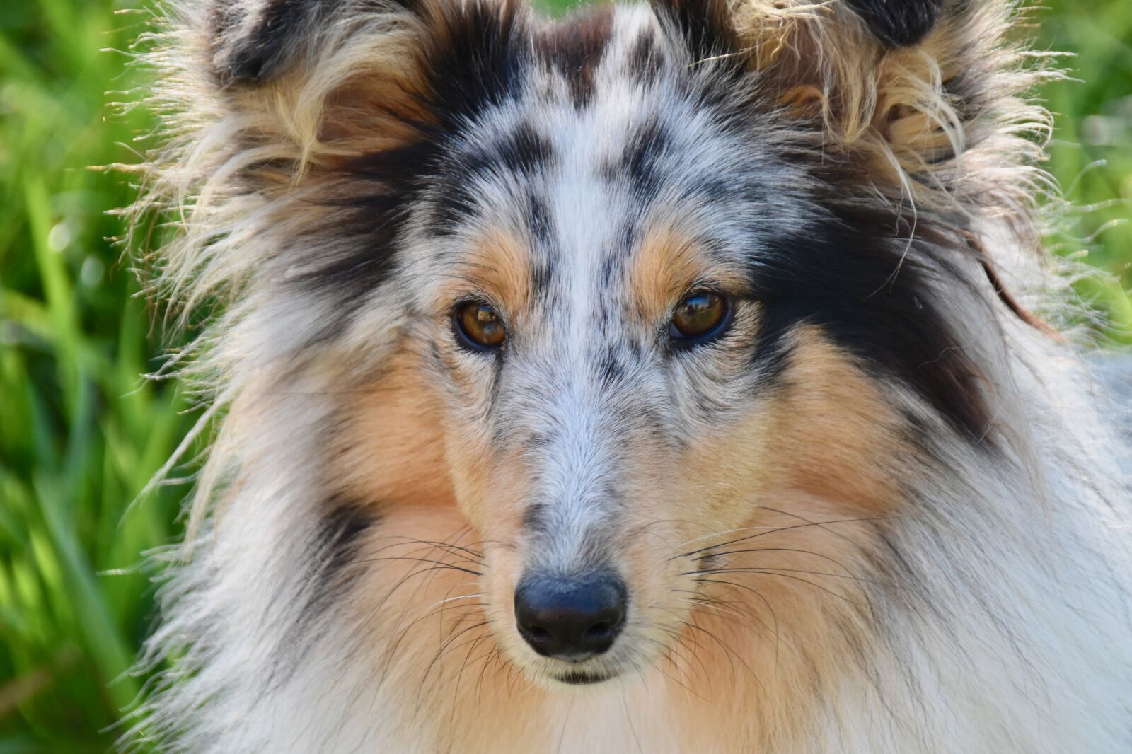 Nikon D5600 sample photo. Dog, bitch, shetland sheepdog photography