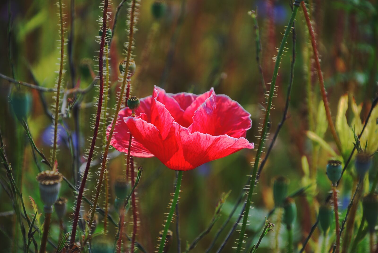 Nikon D80 sample photo. Poppy, poppy flower, flower photography