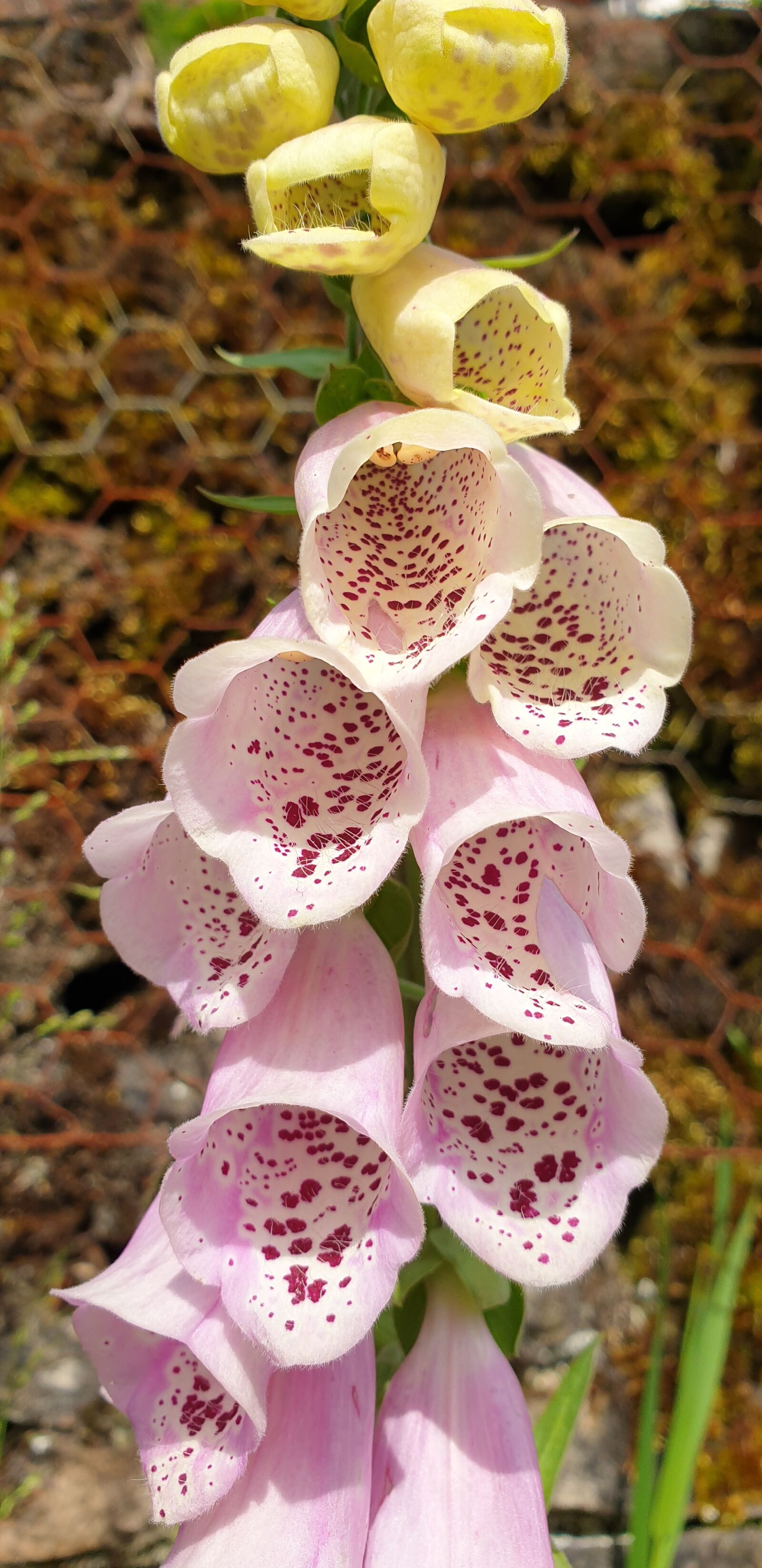 Samsung Galaxy S9+ sample photo. Yellow, pink, fox glove photography