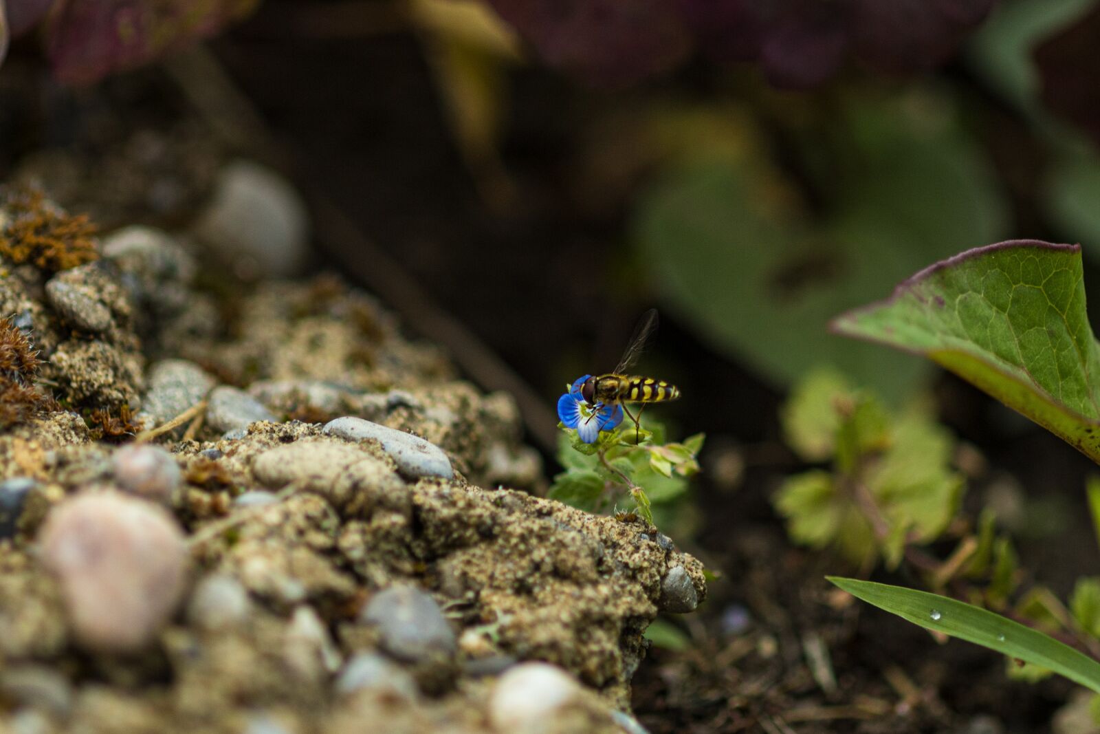 Canon EOS R sample photo. Hoverfly, syrphidae, insect photography