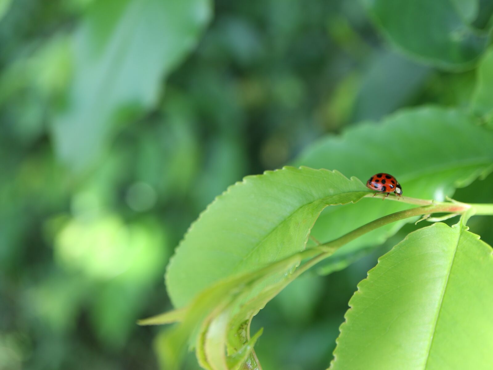 Canon EOS M10 + Canon EF-M 28mm F3.5 Macro IS STM sample photo. Ladybug, nature, insect photography
