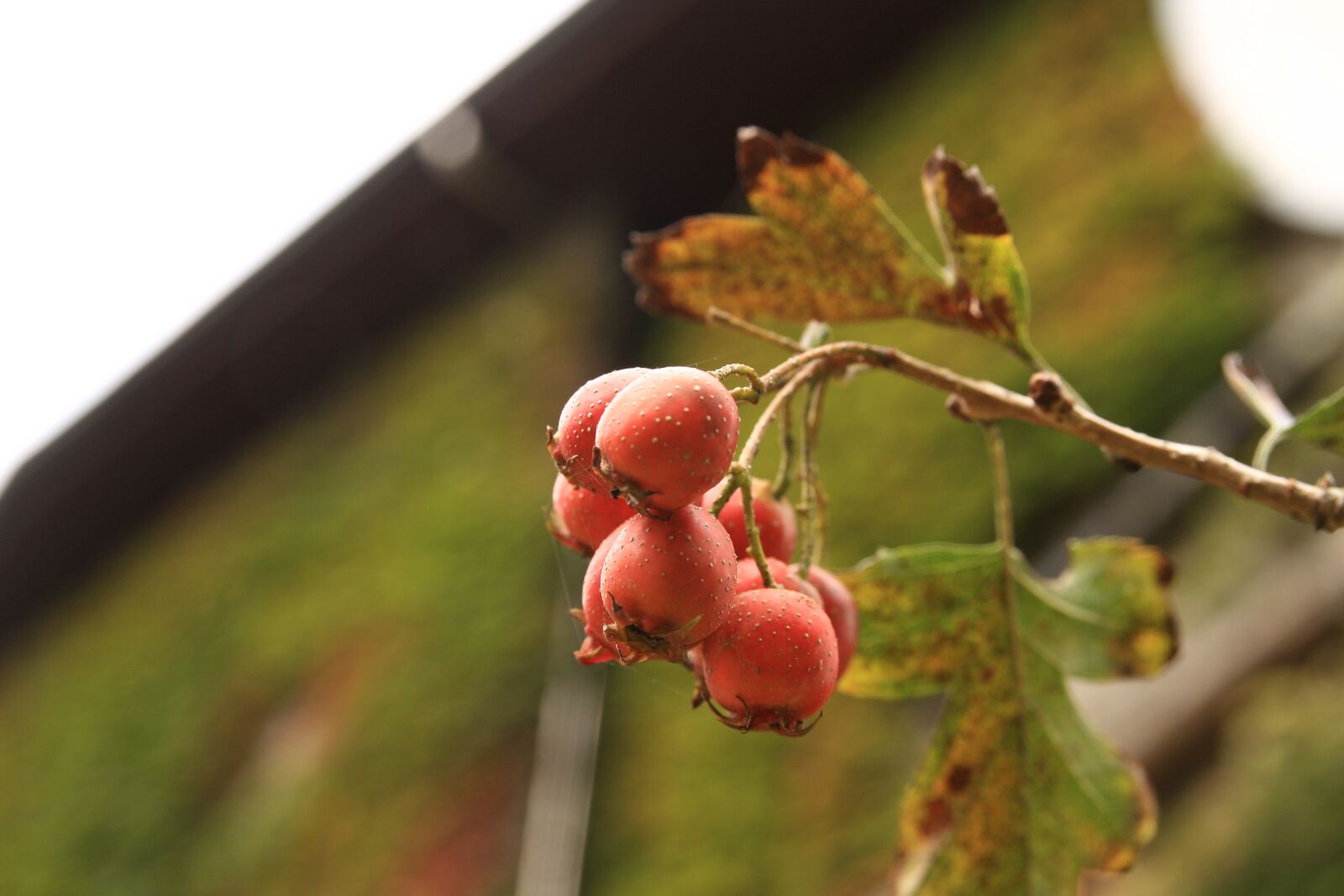 Canon EOS 40D sample photo. Mountain fruit, nature, wood photography