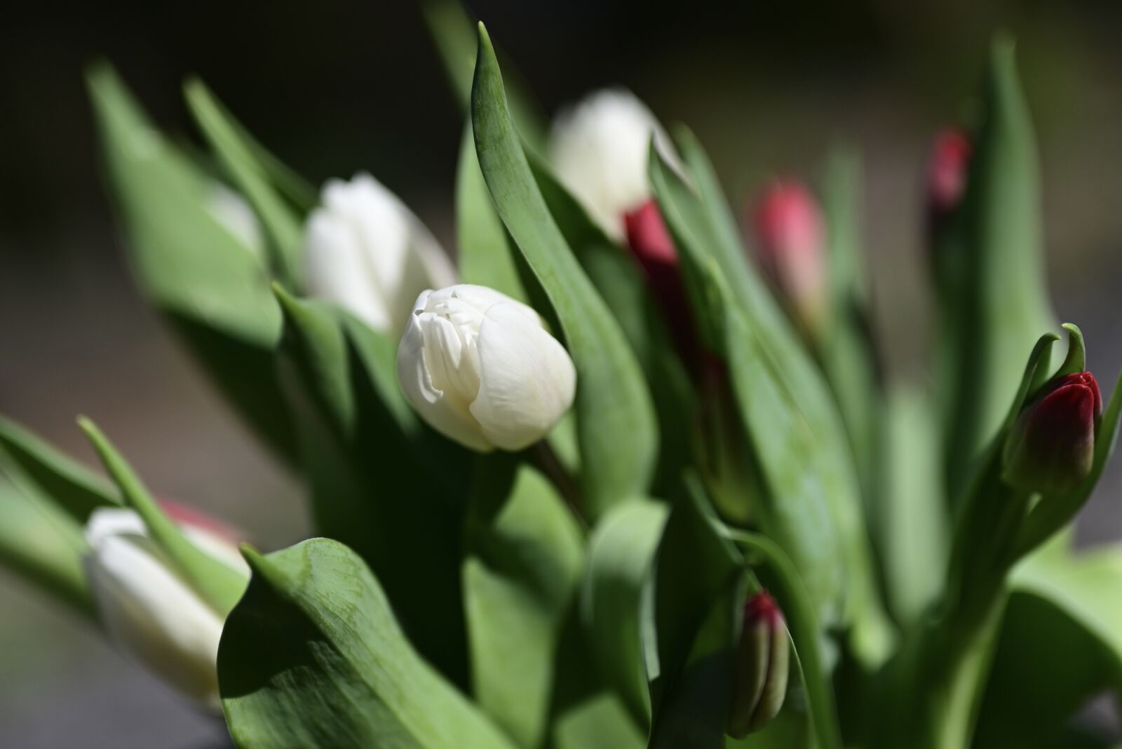 Nikon Nikkor Z 50mm F1.8 S sample photo. Tulips, flowers, spring flowers photography