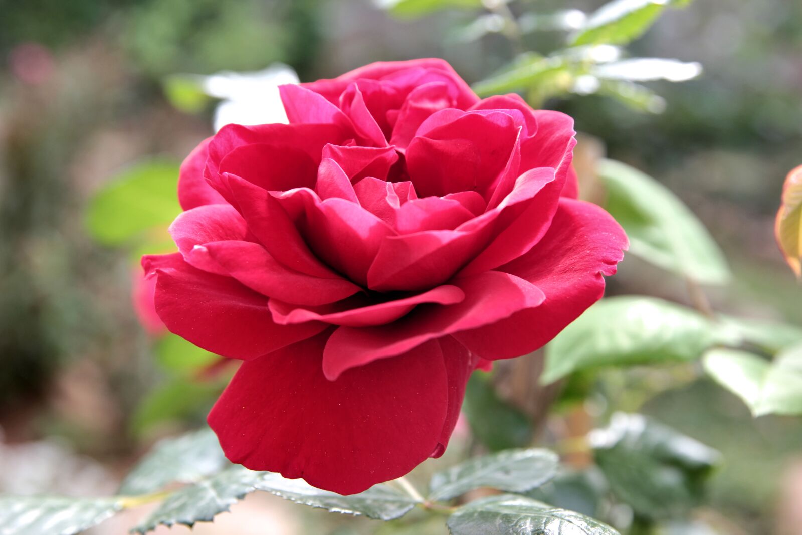 Canon EOS 550D (EOS Rebel T2i / EOS Kiss X4) sample photo. Rose, roses, flower photography