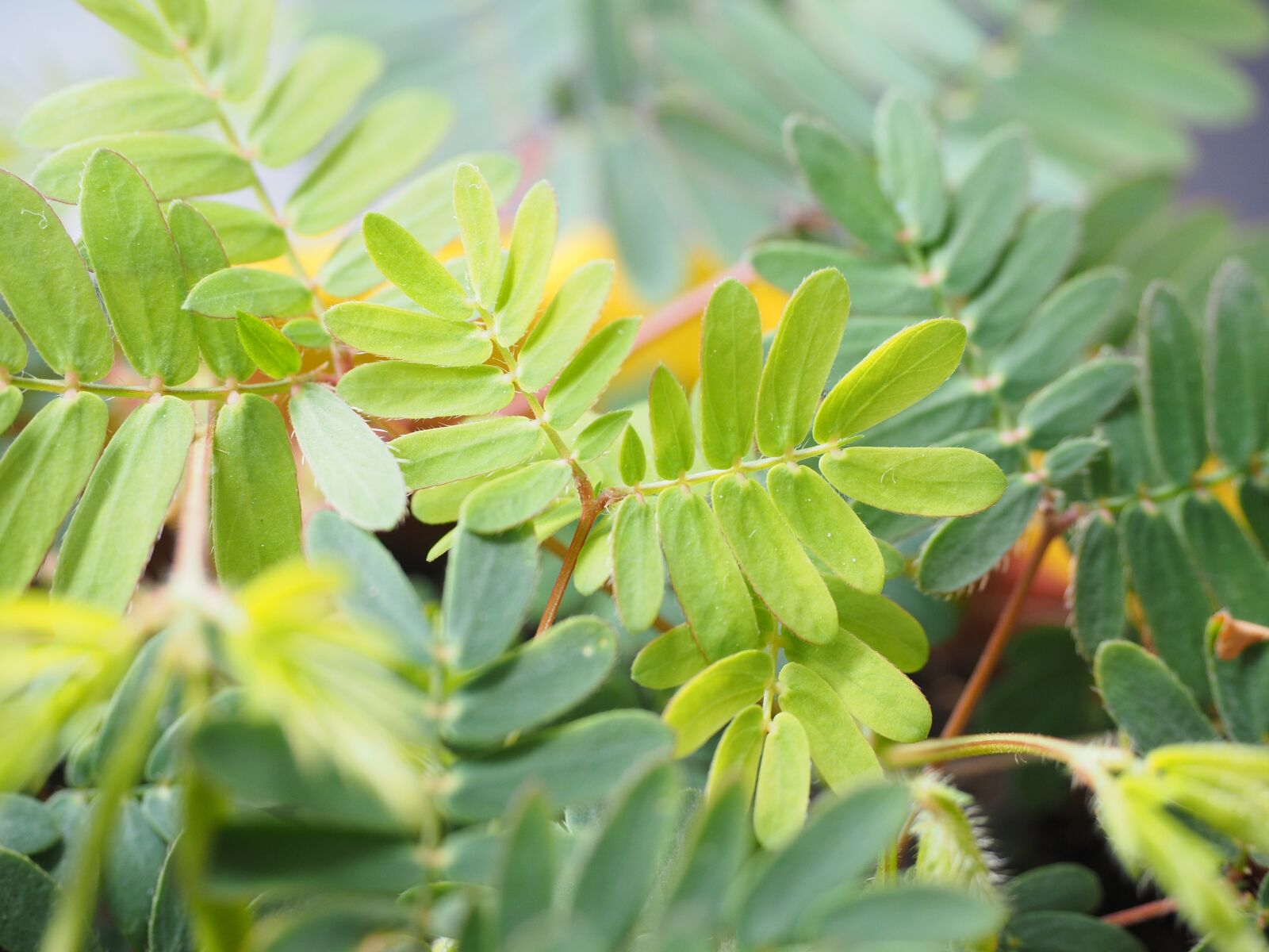 Olympus OM-D E-M1 + Olympus M.Zuiko Digital ED 12-40mm F2.8 Pro sample photo. Mimosa, leaves, green photography