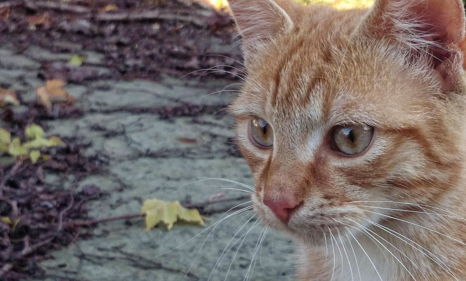 Sony Xperia Z1 Compact sample photo. Autumn, cat, rudy photography