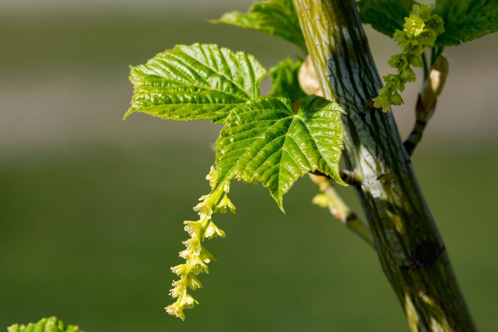 Fujifilm XF 55-200mm F3.5-4.8 R LM OIS sample photo. Leaf, clone, spring photography