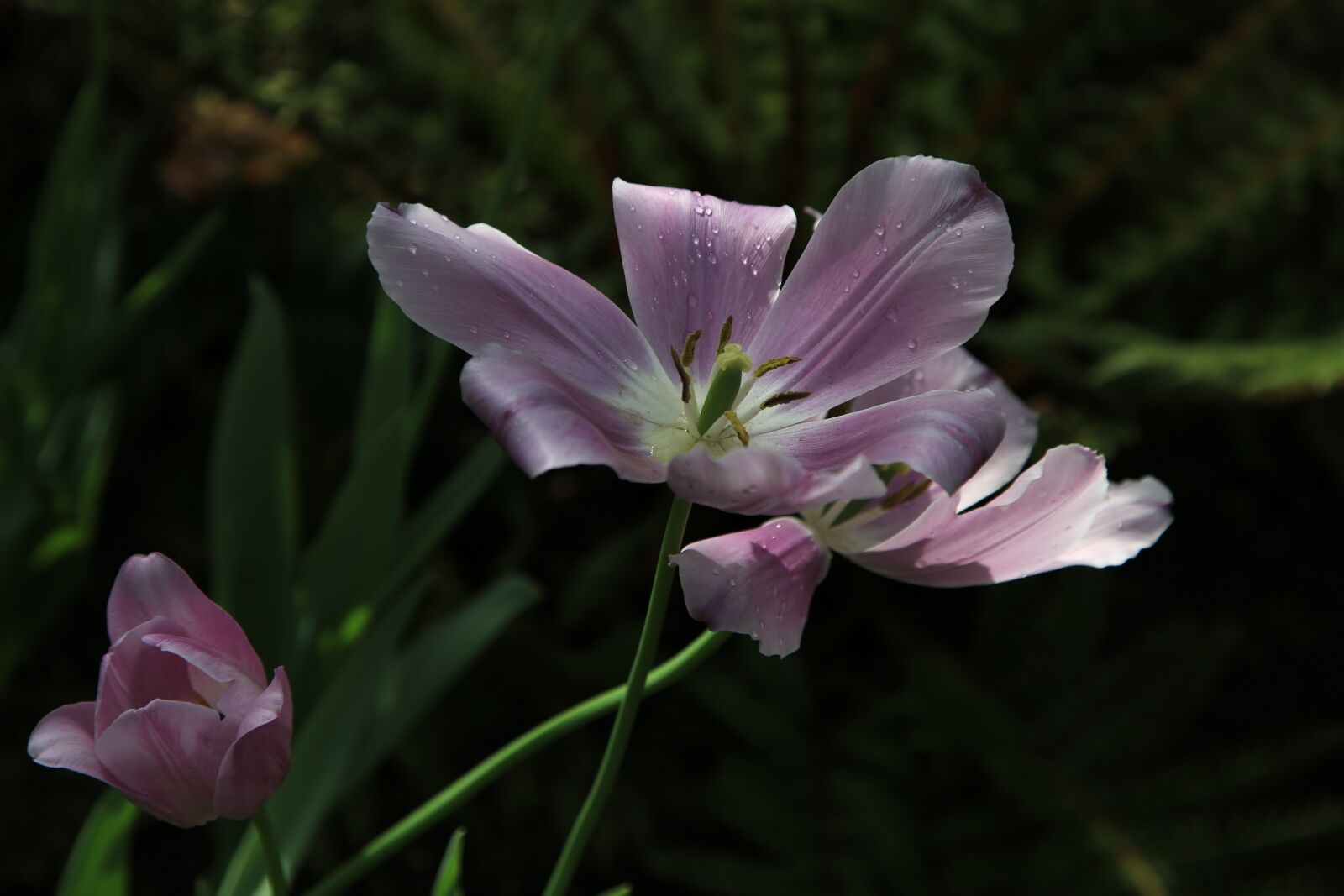 Canon EOS 6D + Canon EF 24-105mm F4L IS USM sample photo. Flowers, plants, nature photography