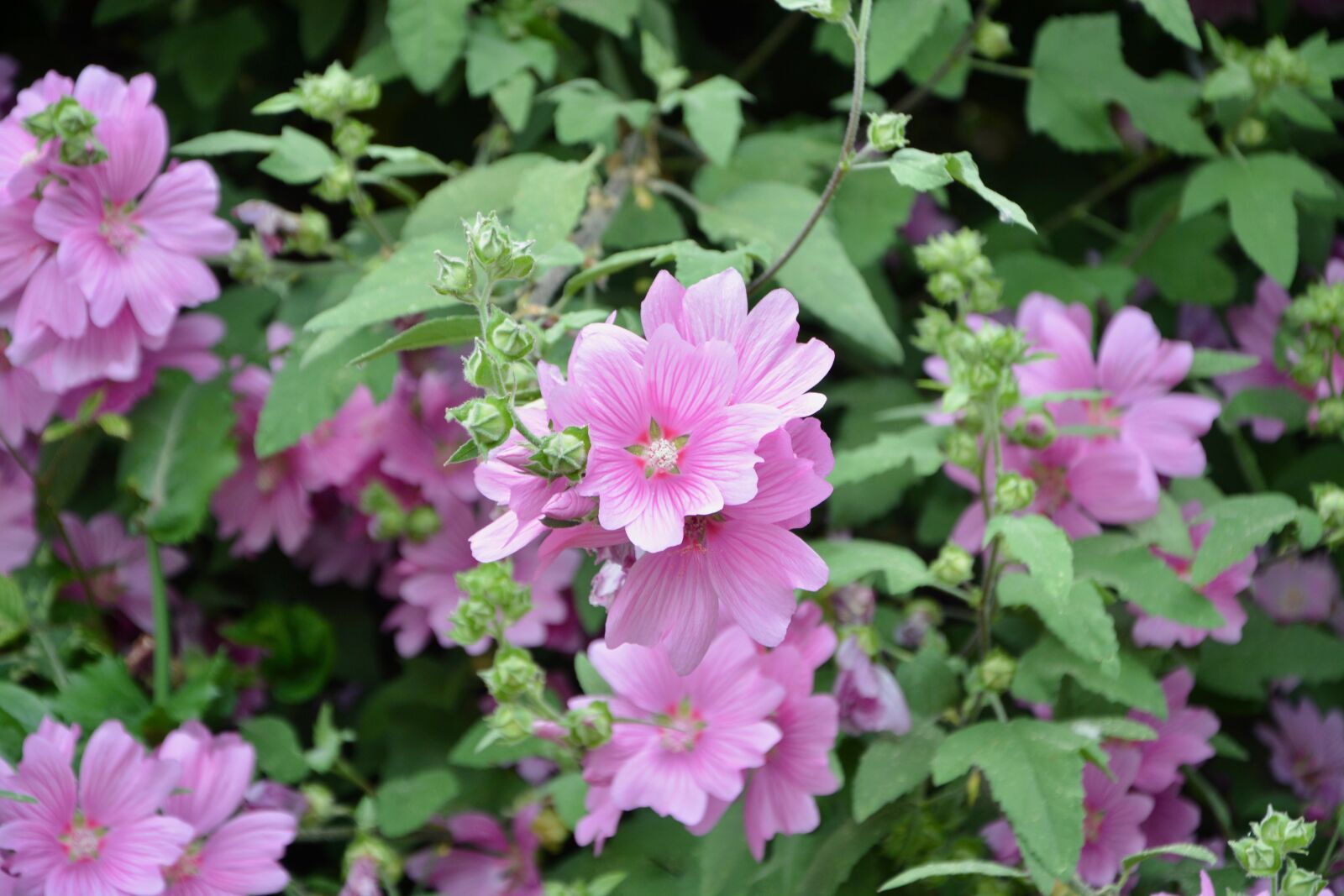 Nikon D5200 sample photo. Flower, decorative flowers, vegetation photography
