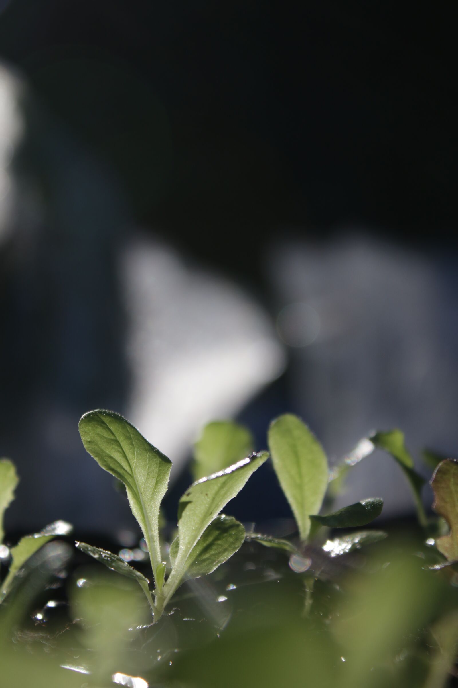 Canon EOS 70D + Canon EF-S 18-55mm F3.5-5.6 IS sample photo. Plant, butter head, vegetable photography