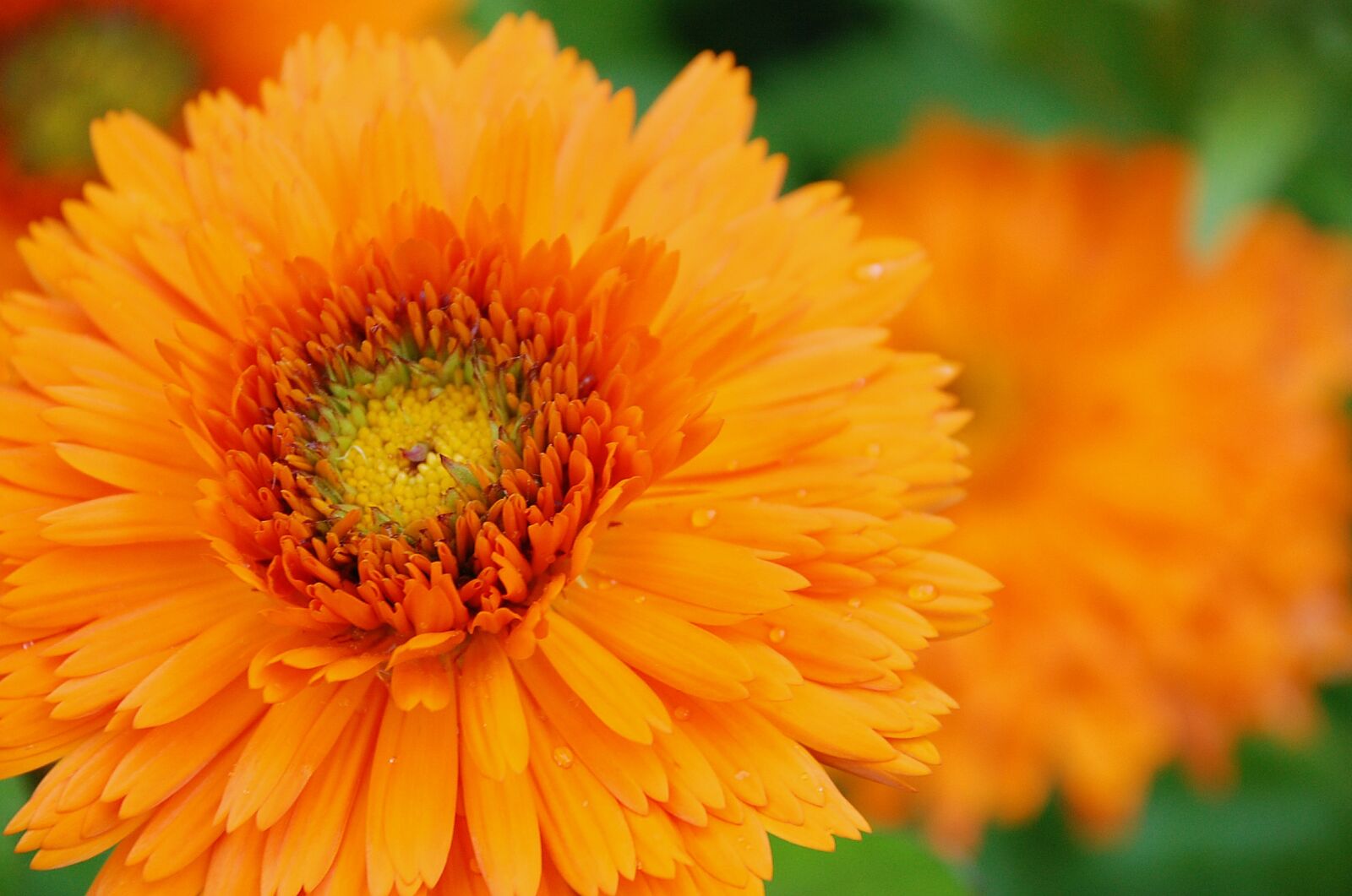 Nikon D40 sample photo. Marigold, orange, blossom photography