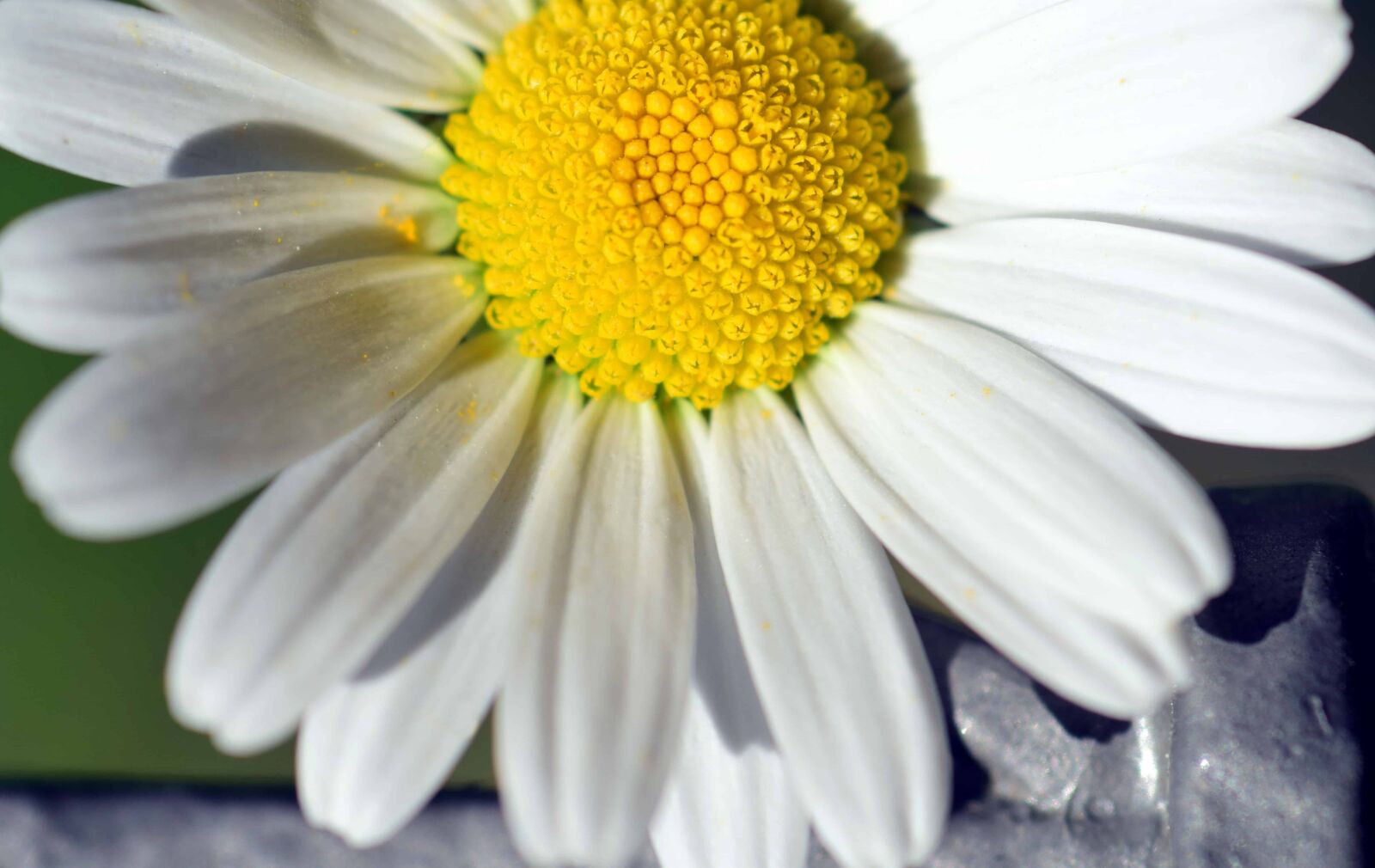 Nikon D3300 sample photo. White flower, flora, nature photography
