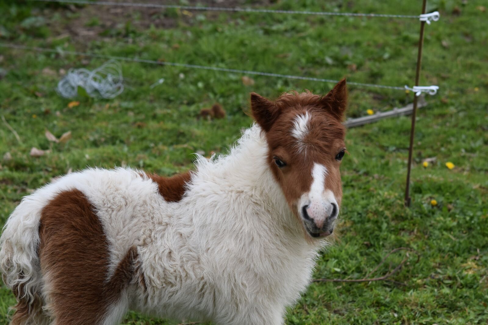 Nikon D5600 sample photo. Foal, pony jarod, small photography