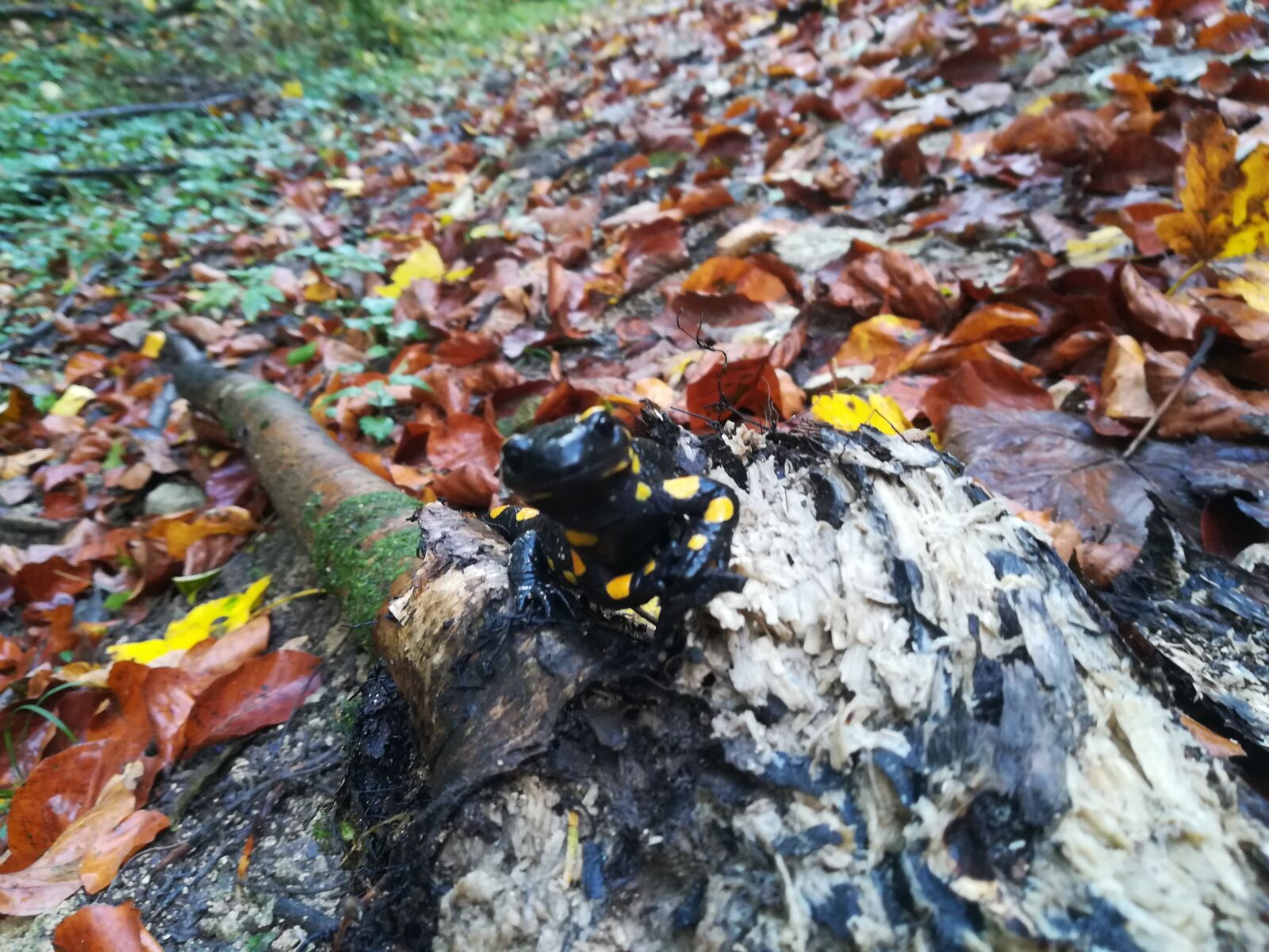 HUAWEI P10 lite sample photo. Fire salamander, forest, animal photography