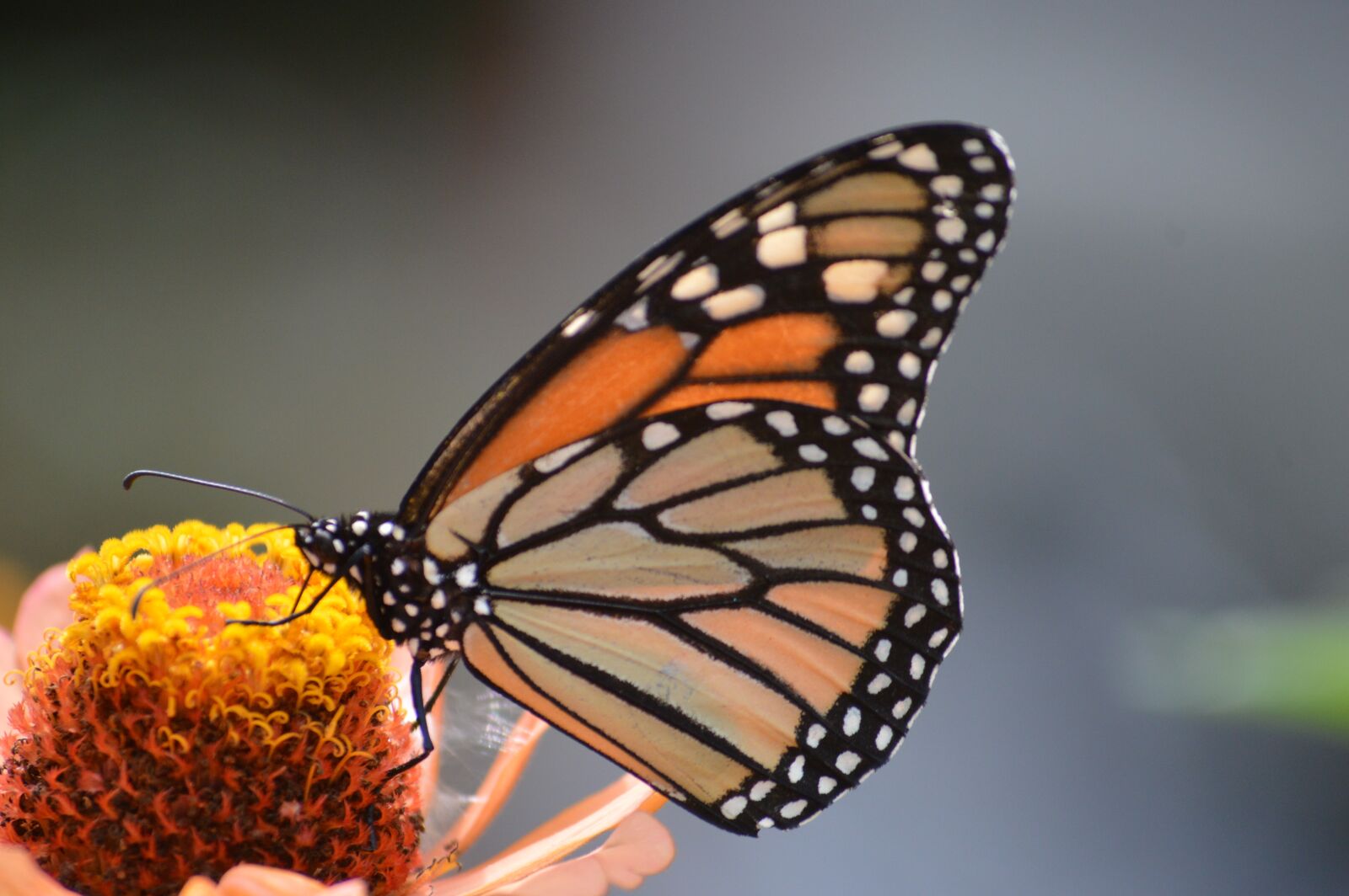 Nikon D3200 sample photo. Butterflies, flower, butterfly photography