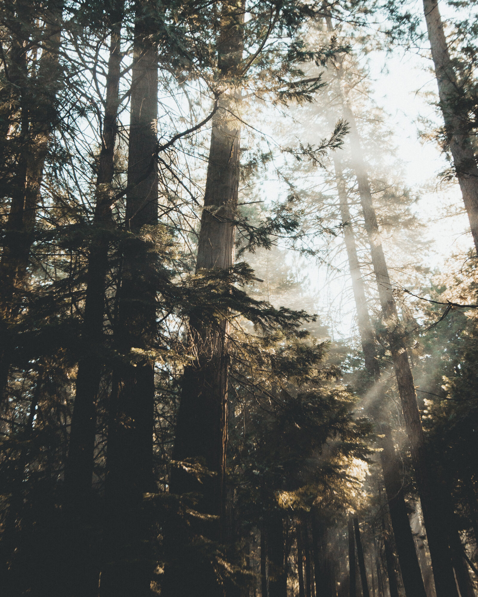 Nikon D610 sample photo. Branches, conifers, environment, evergreen photography