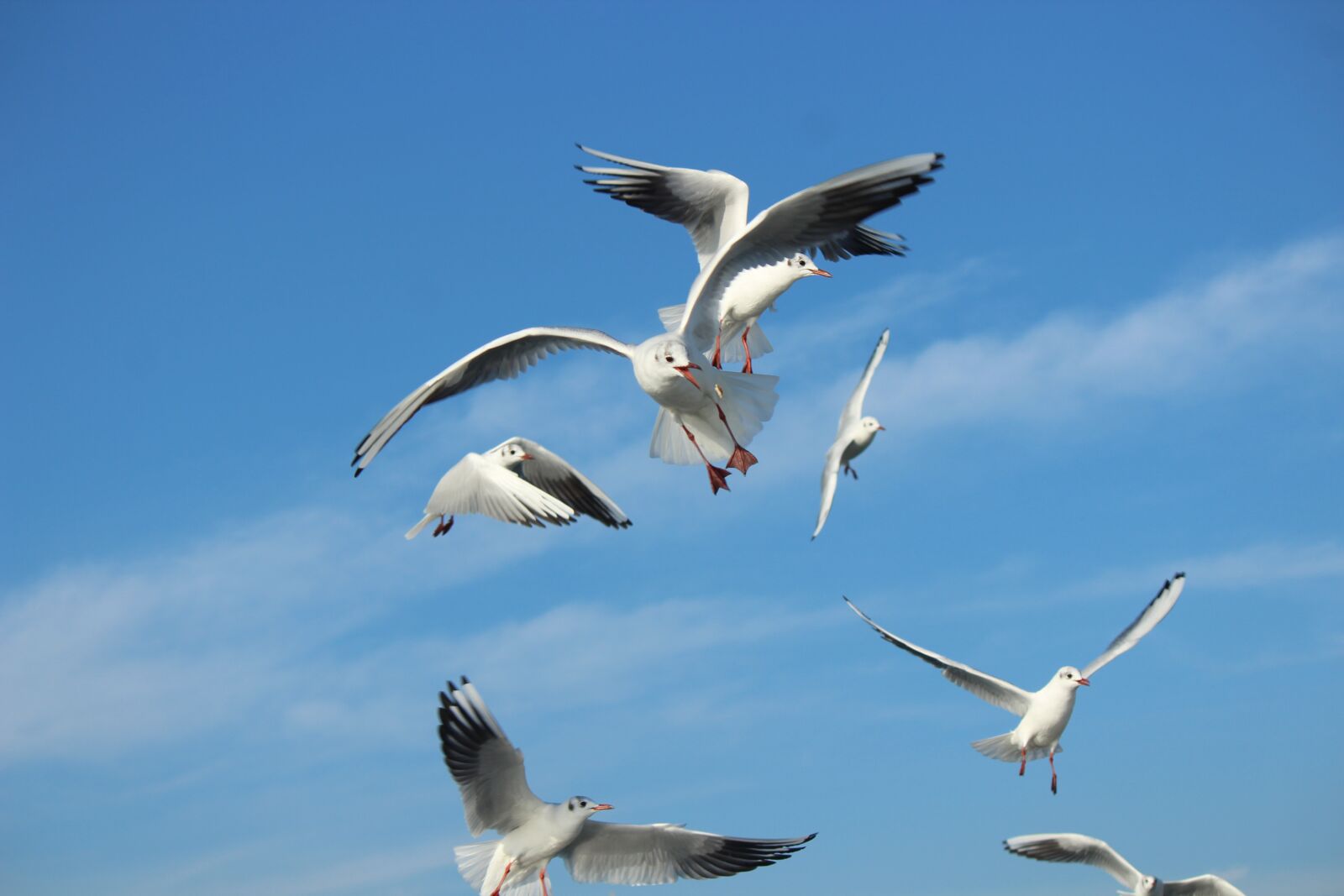 Canon EOS 1300D (EOS Rebel T6 / EOS Kiss X80) sample photo. Seagull, gulls, fight photography