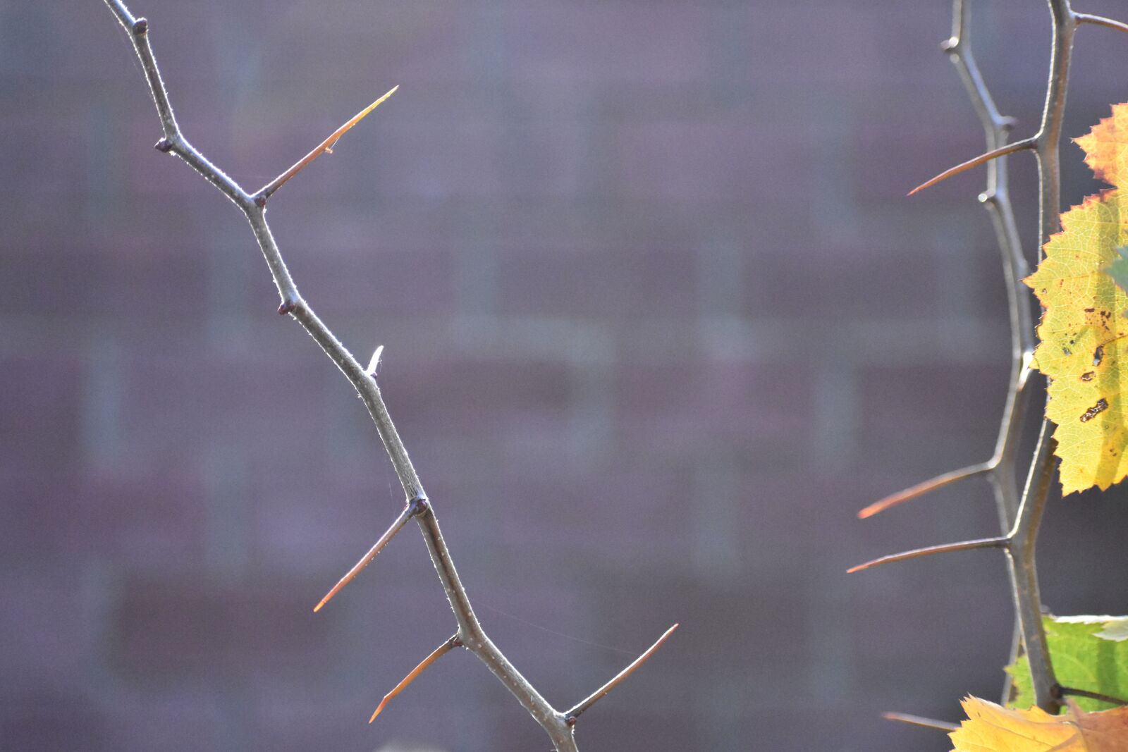 Nikon D3400 sample photo. Autumn, hawthorn, branch photography