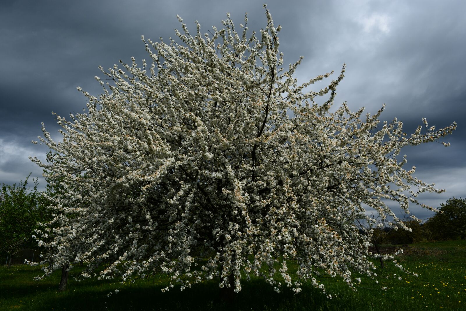 Nikon D5200 sample photo. Cherry tree, storm, cloudy photography