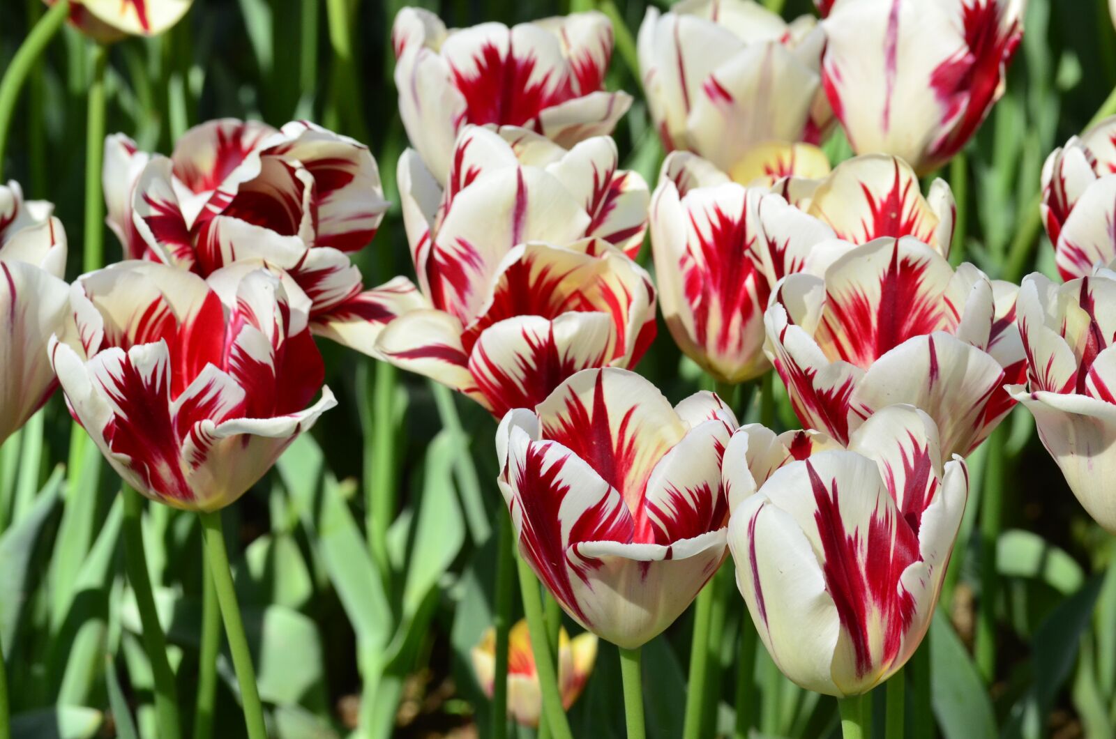 Nikon D5100 sample photo. Tulip, flower, orange photography