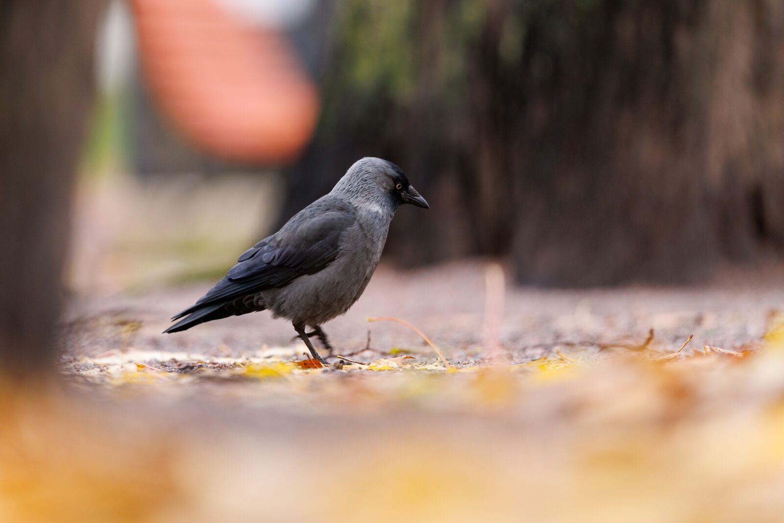 Canon EOS R1 sample photo. Bird watch photography