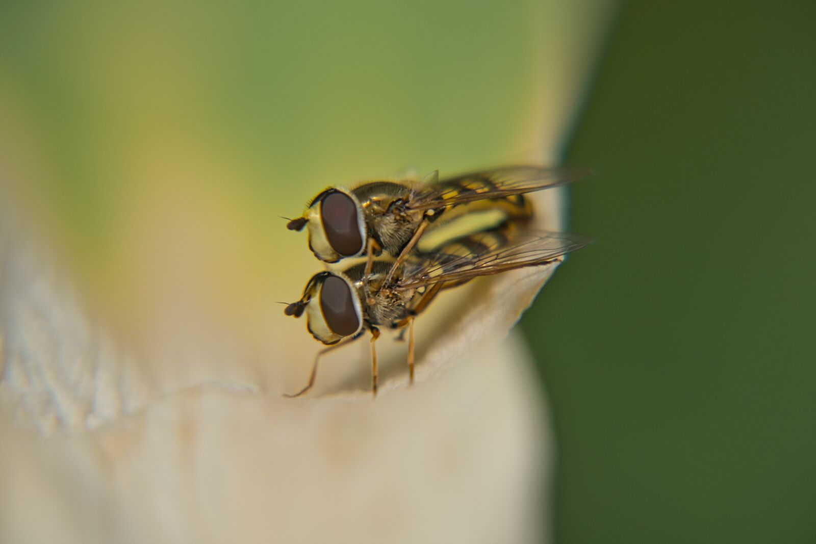 Sony a6400 sample photo. Bees, insect, close up photography