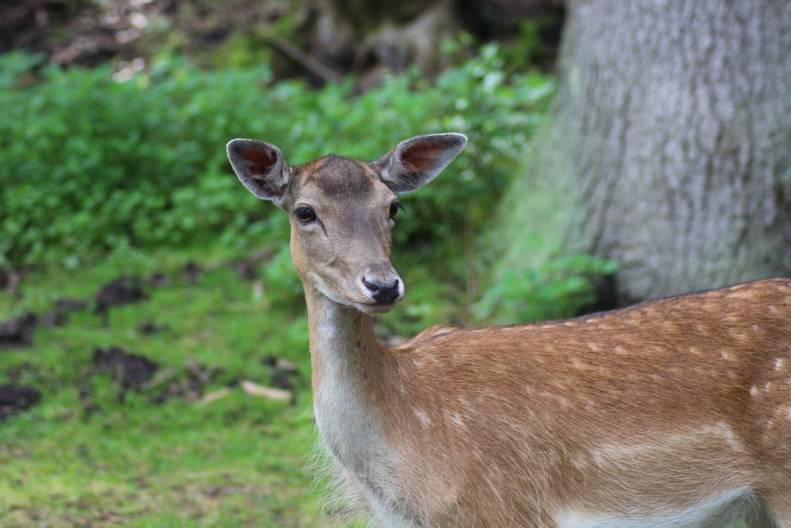 Canon EOS 700D (EOS Rebel T5i / EOS Kiss X7i) sample photo. Roe deer, wild, forest photography