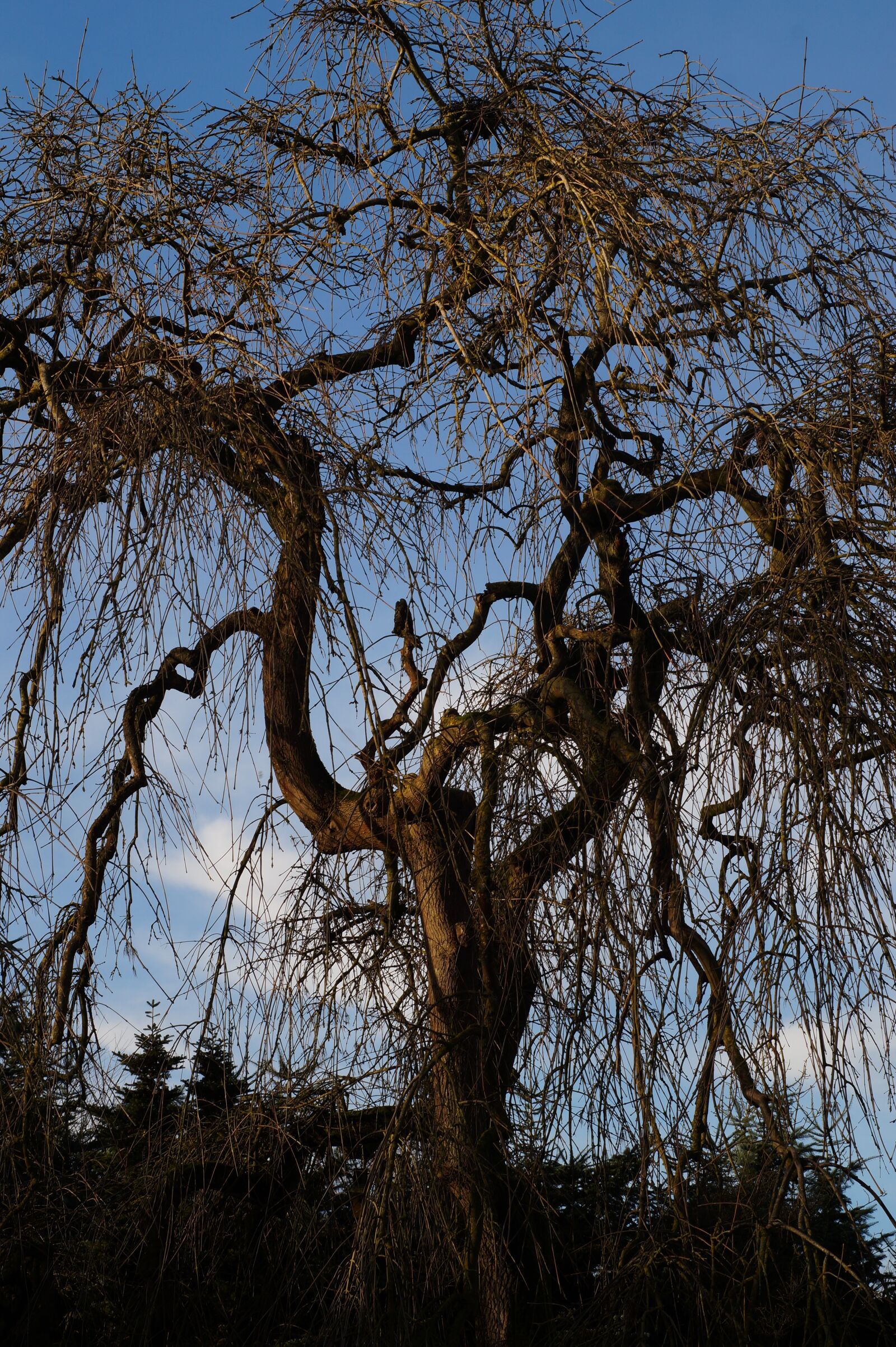 Sony SLT-A58 sample photo. Tree, old, without leaves photography