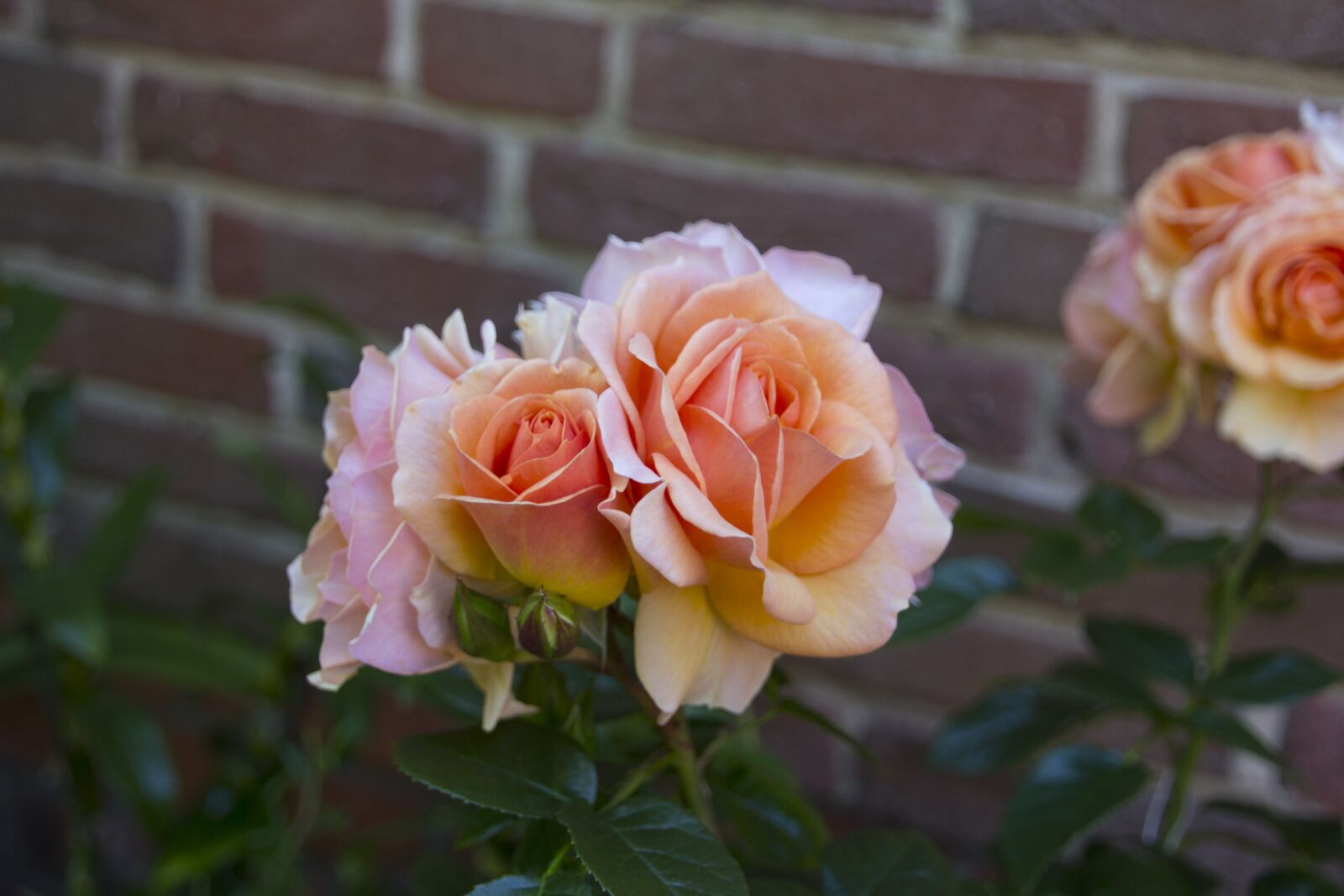Canon EOS 60D sample photo. Rose, flower, blossom photography