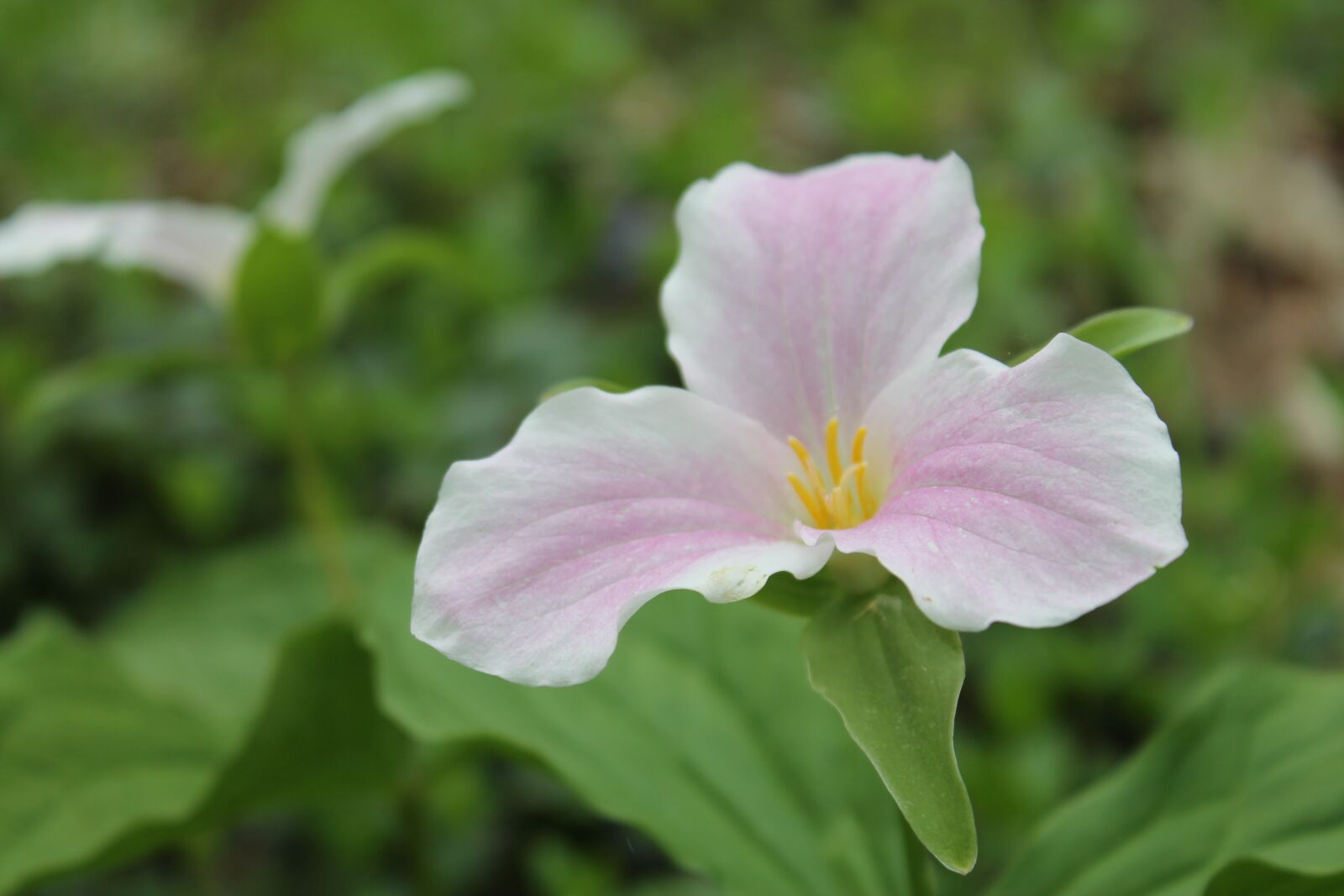 Canon EOS 1100D (EOS Rebel T3 / EOS Kiss X50) sample photo. Trillium, ontario floral, pink photography