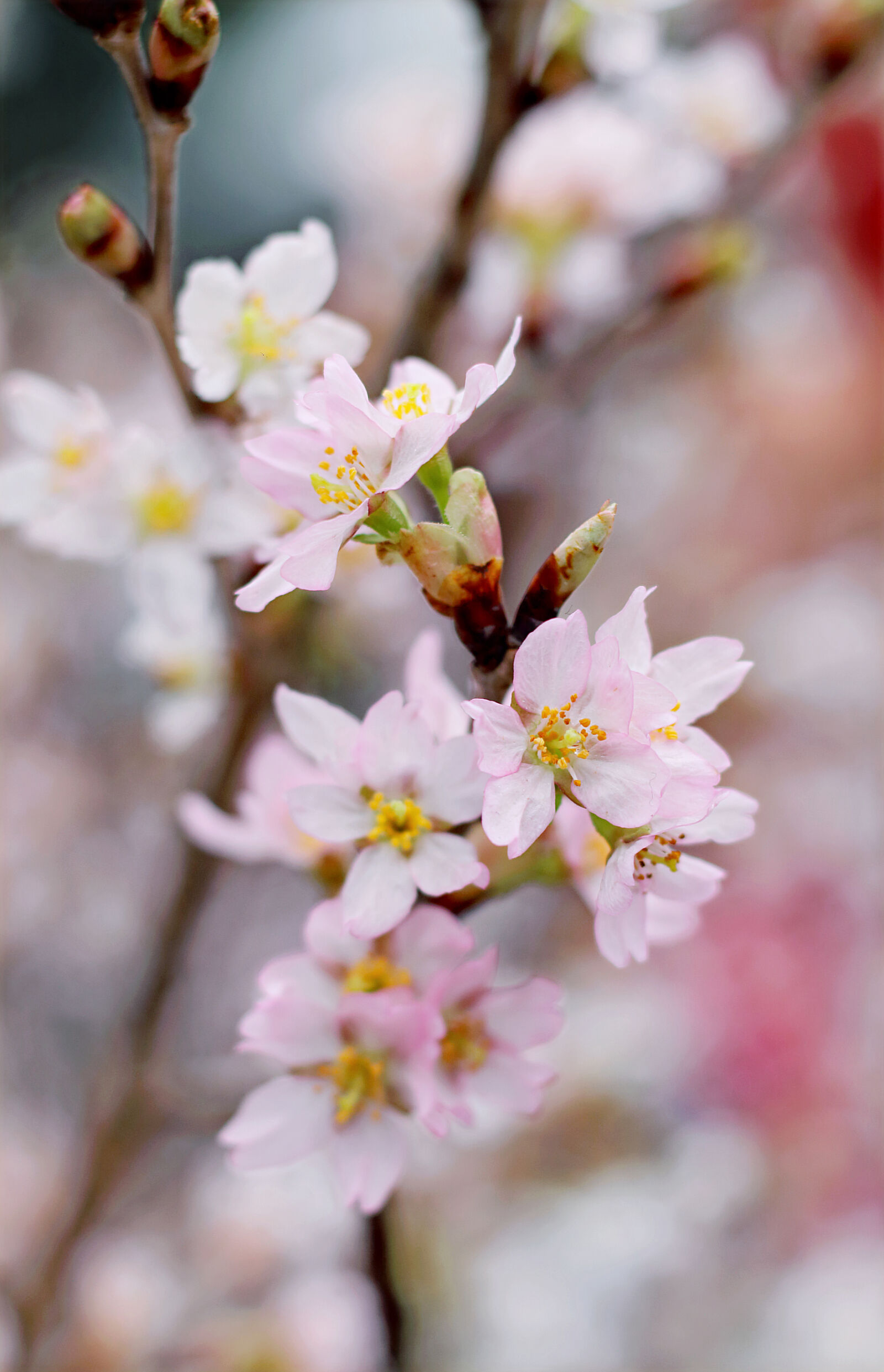 Canon EOS 70D + Canon EF 50mm F1.8 STM sample photo. Pink, petal, flower, closeup photography