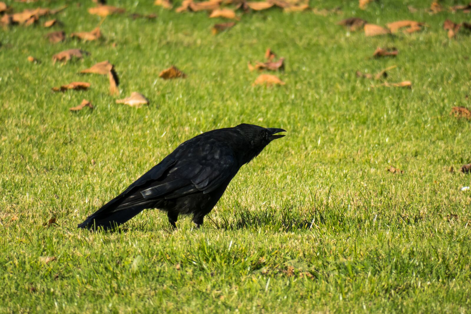 Canon PowerShot G3 X sample photo. Raven, call, communication photography