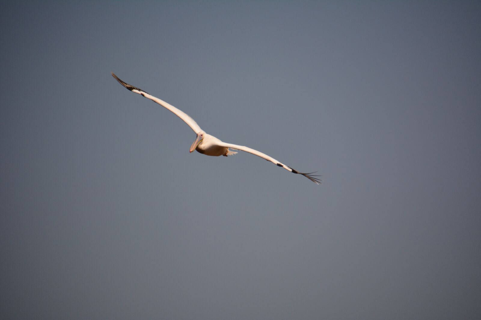 Nikon D7100 sample photo. Bird, flight, wings photography