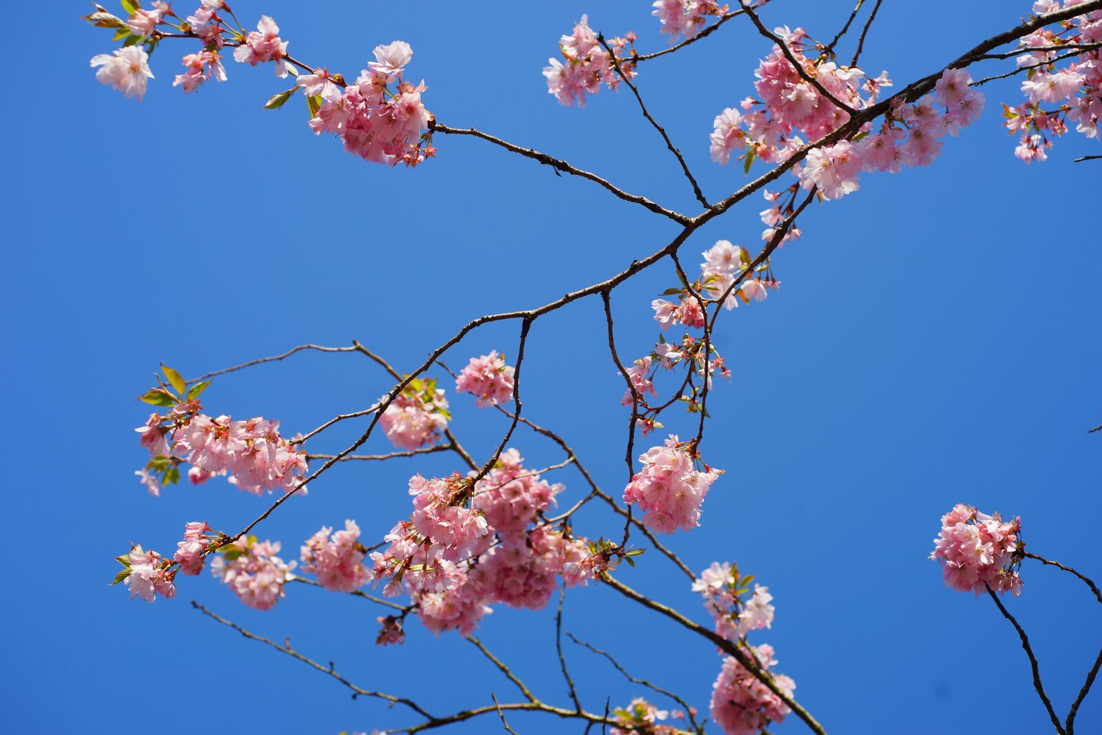 Sony a99 II + MACRO 50mm F2.8 sample photo. Japanese cherry trees, blossom photography