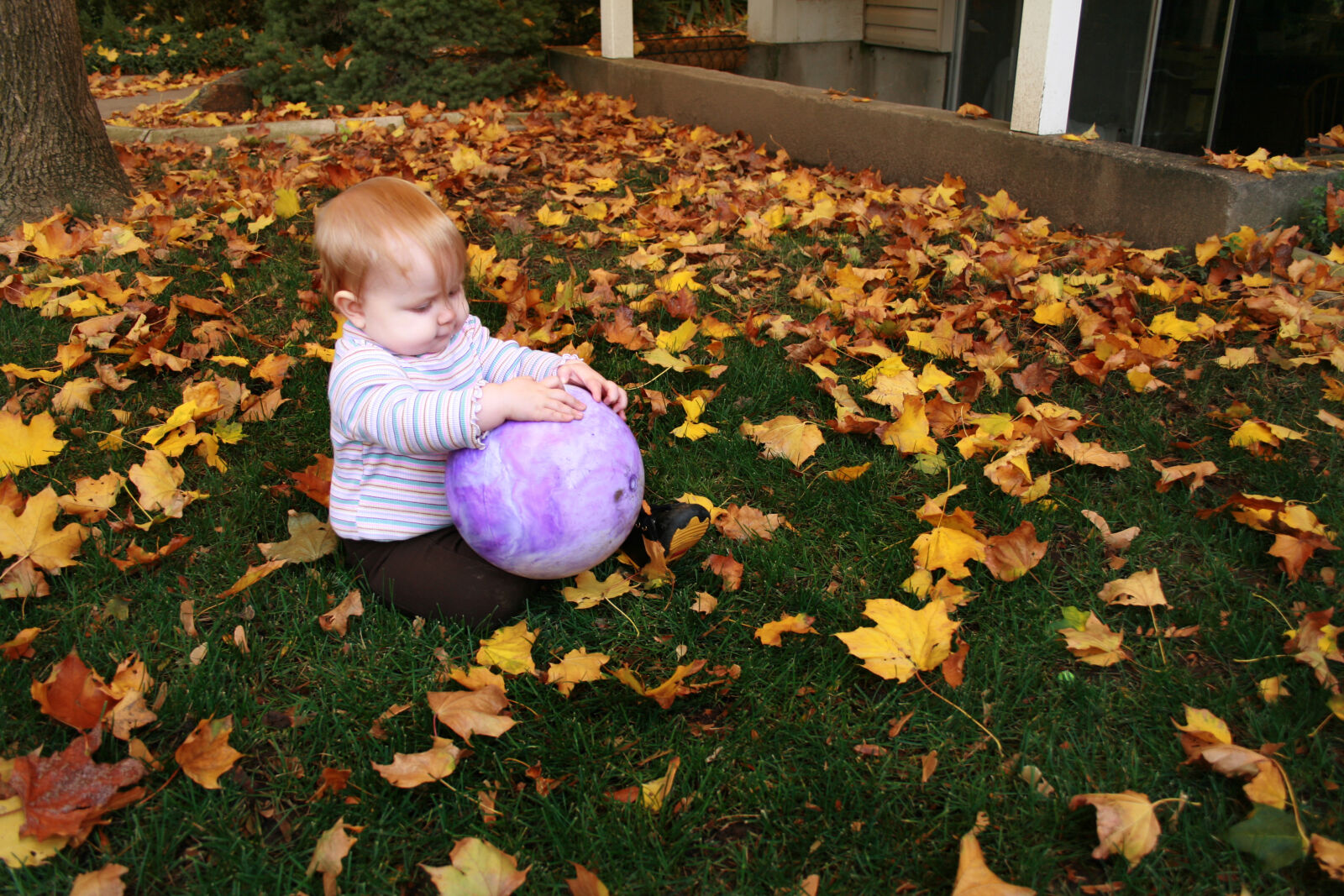 Canon EOS 400D (EOS Digital Rebel XTi / EOS Kiss Digital X) sample photo. Autumn, autumn, leaves, baby photography