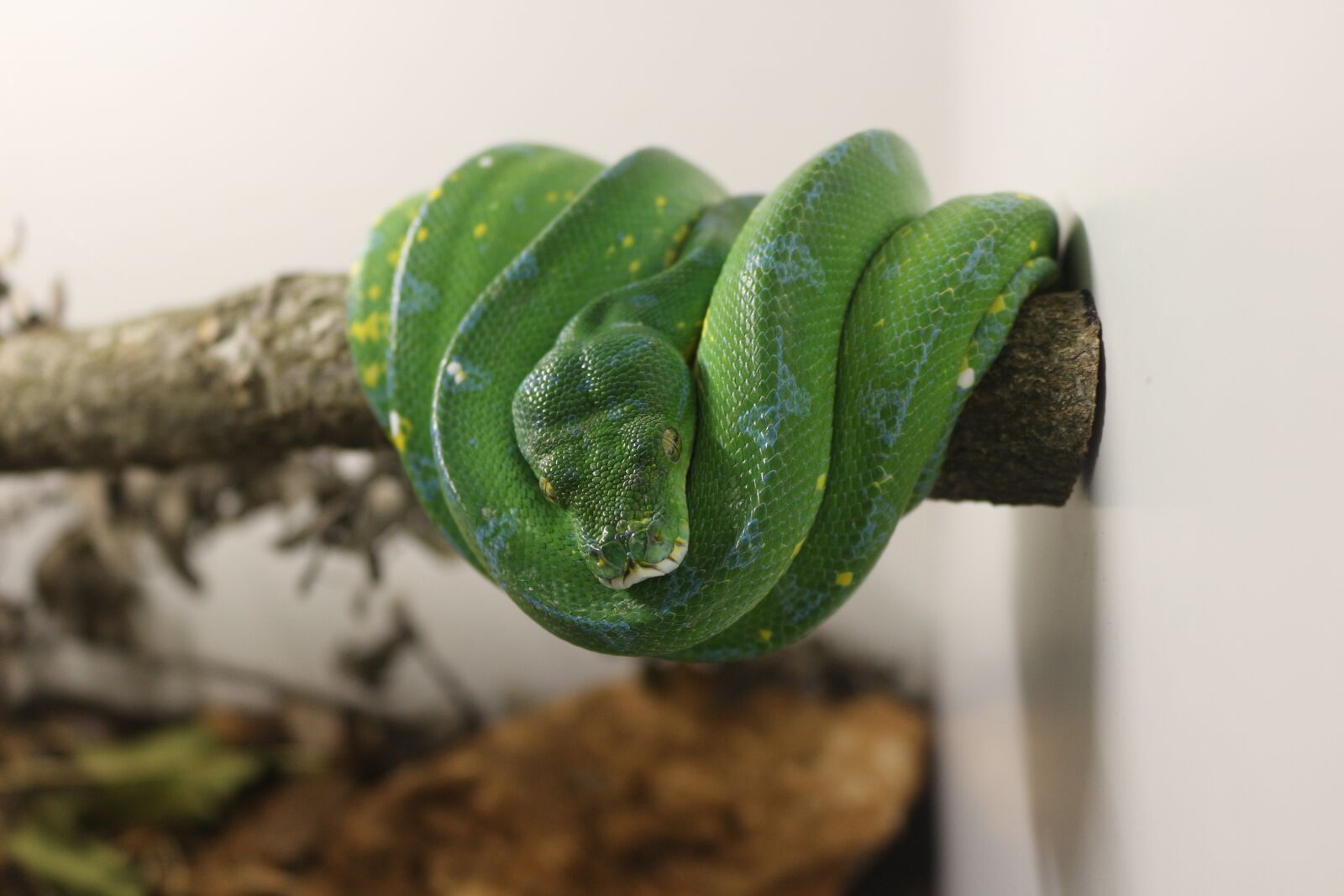Canon EOS 100D (EOS Rebel SL1 / EOS Kiss X7) sample photo. Snake, green, vacation photography