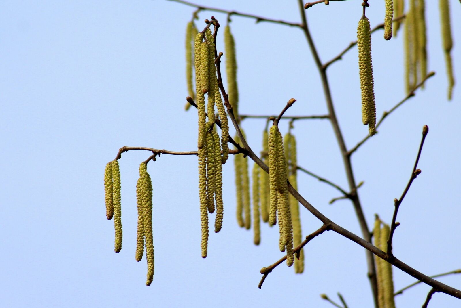 Canon EOS 1200D (EOS Rebel T5 / EOS Kiss X70 / EOS Hi) sample photo. Hazel, tree, spring photography
