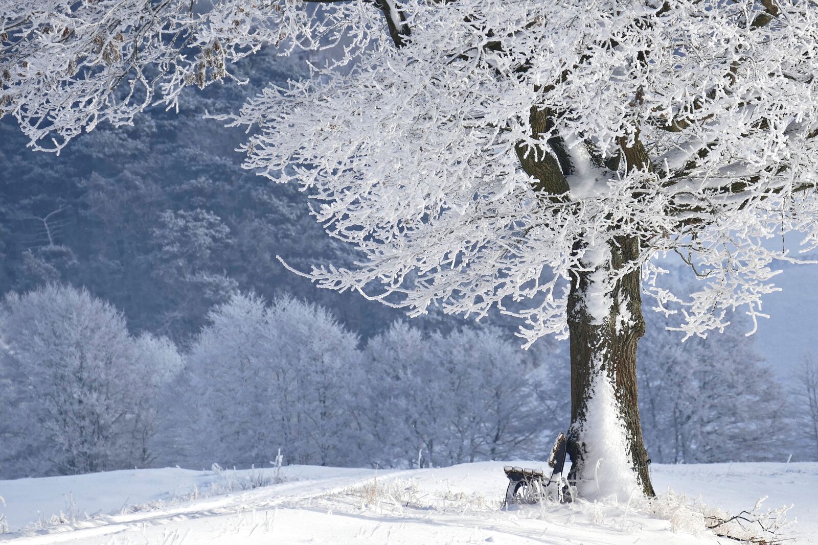 Panasonic Lumix DMC-FZ1000 sample photo. Winter, tree, bank photography