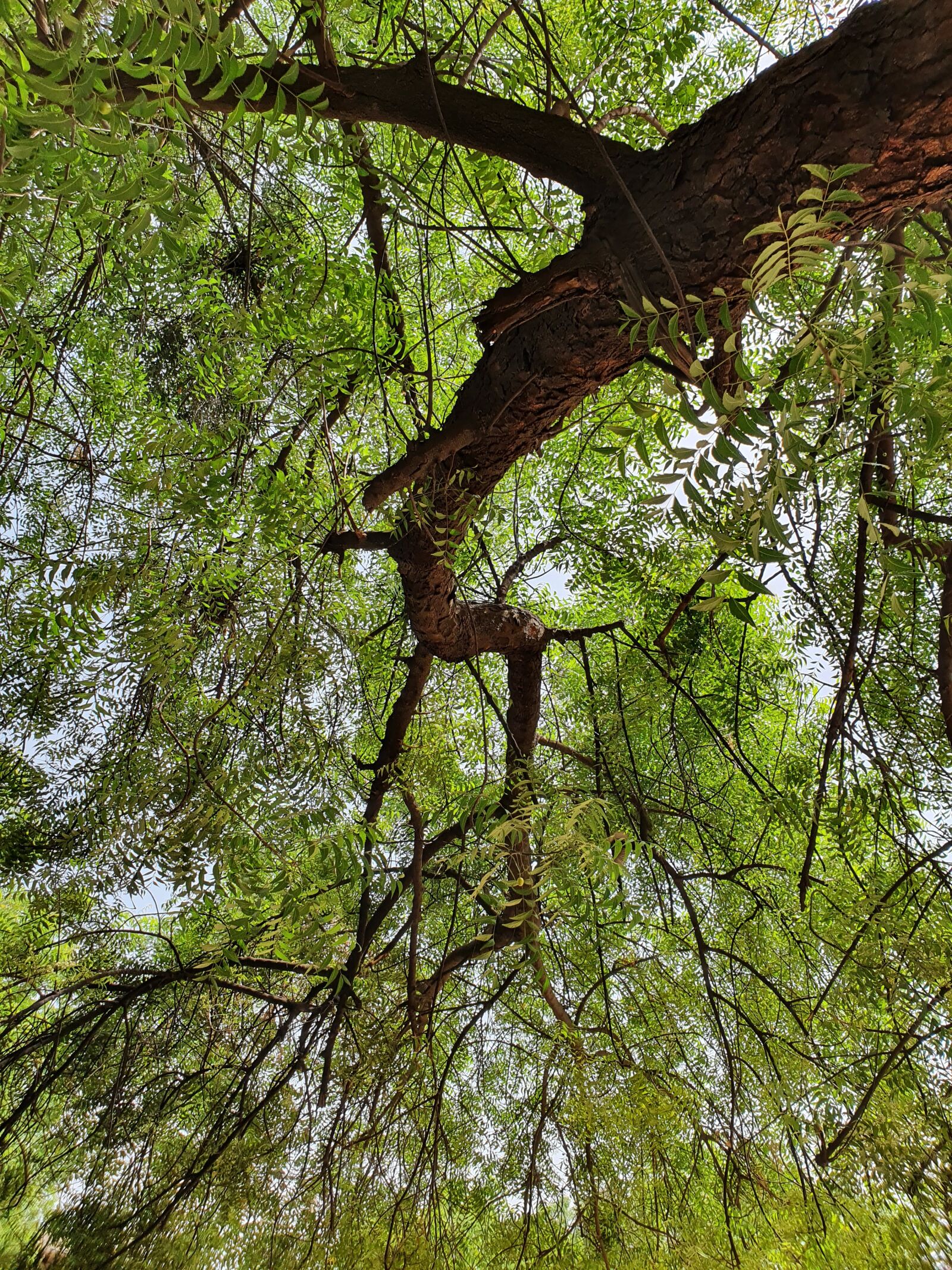 Samsung Galaxy S10+ sample photo. Tree, green, twigs photography