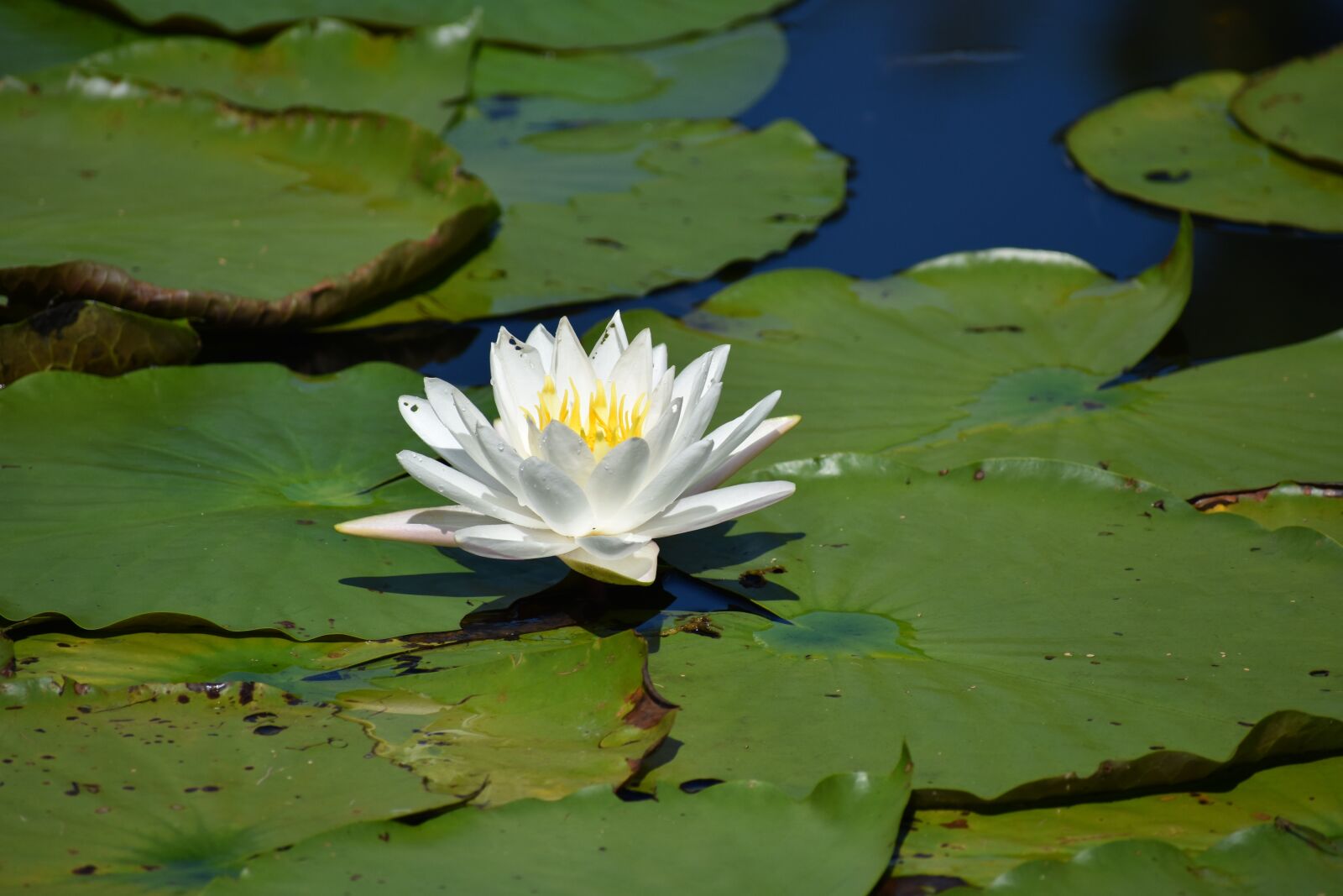 Nikon D3400 sample photo. Flower, outdoor, nature photography