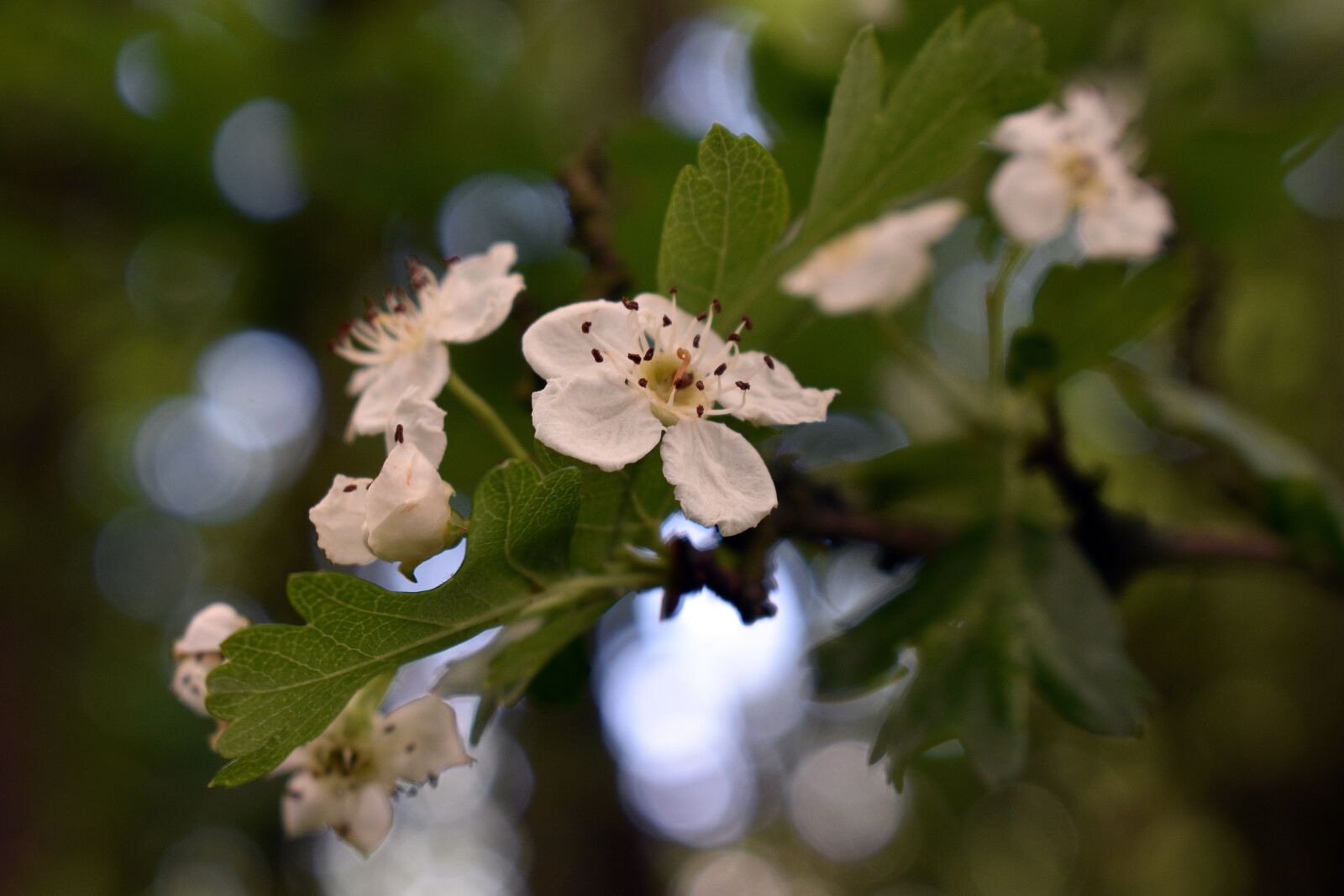 Nikon D3400 sample photo. Flower, spring, nature photography
