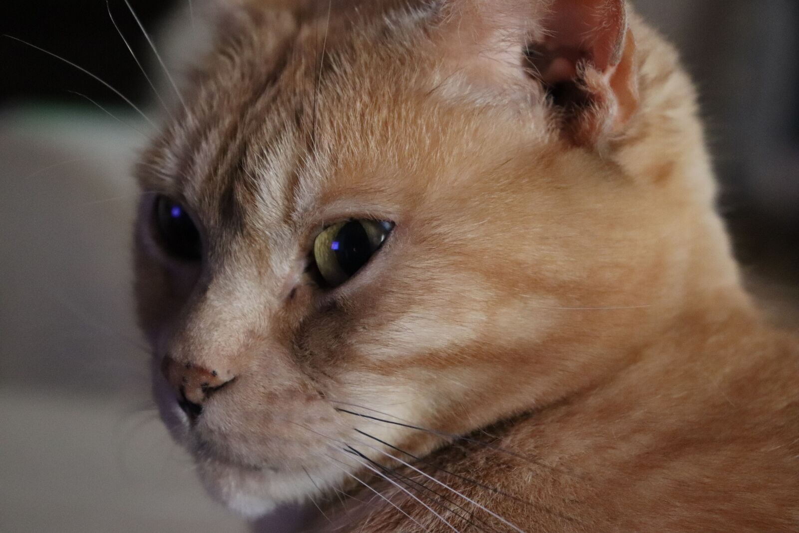Canon EOS 200D (EOS Rebel SL2 / EOS Kiss X9) sample photo. Cat, first floor, feline photography