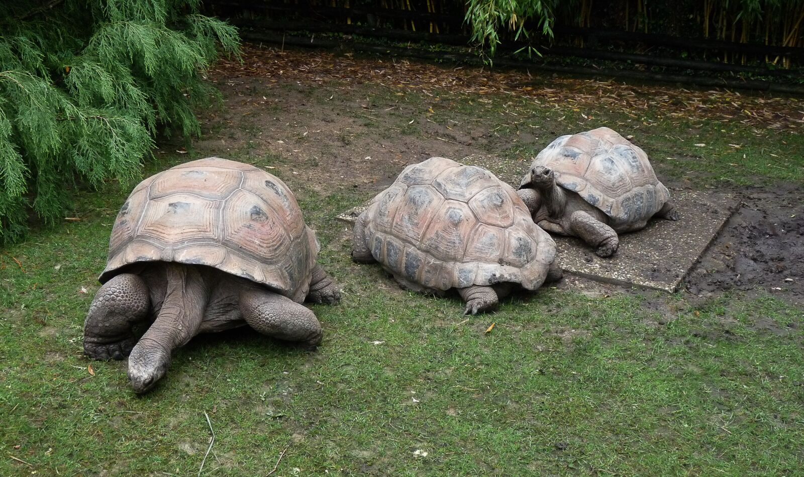 Panasonic Lumix DMC-FZ28 sample photo. Turtles, carapace, scales photography
