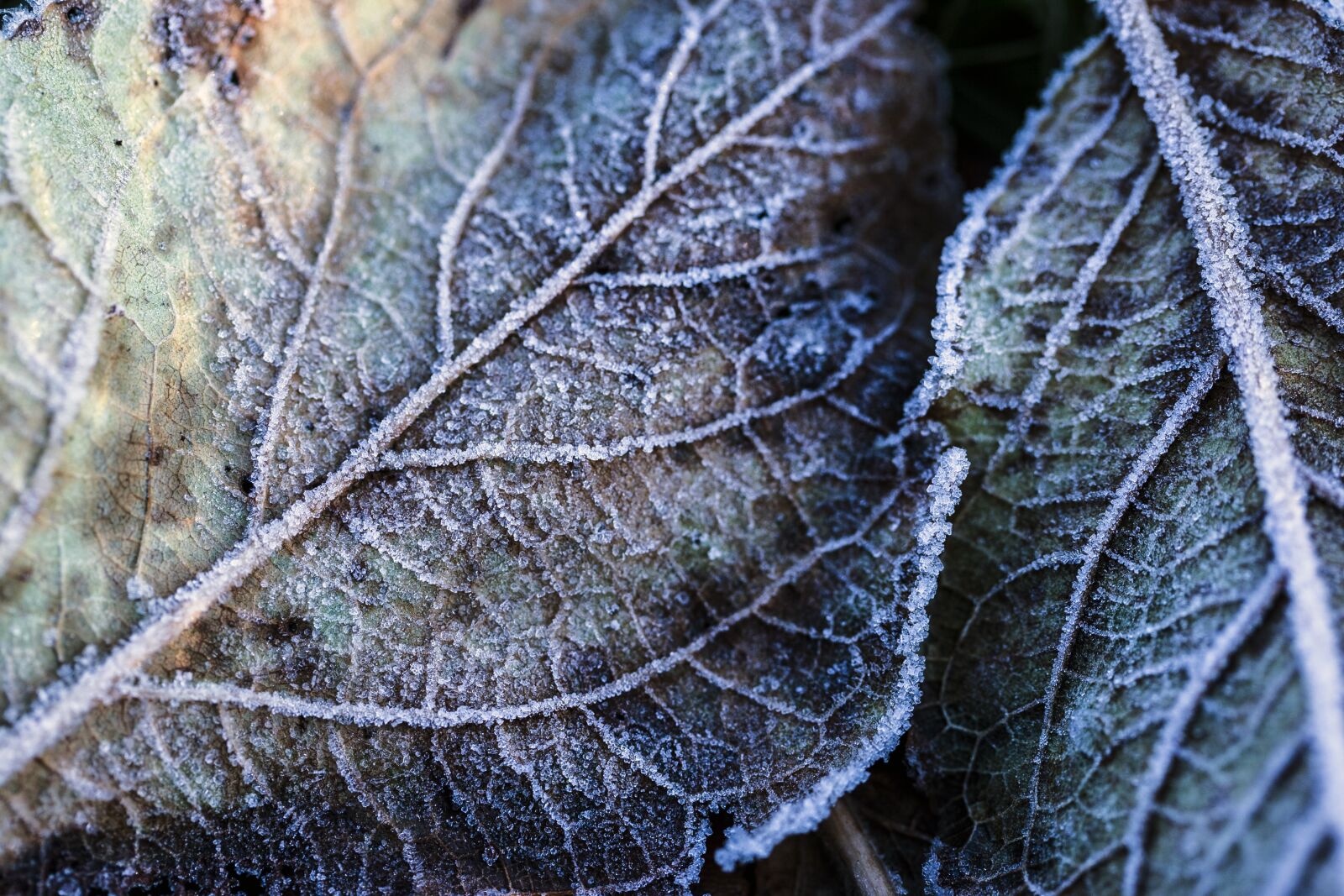 Canon EOS-1D Mark II N sample photo. Frost, nature, plant photography